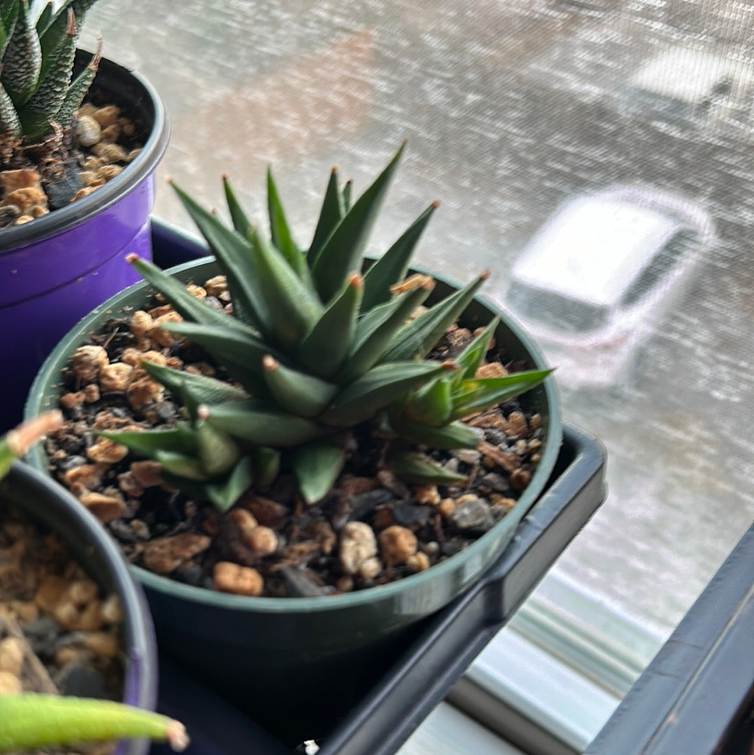Haworthia Fascinata Variegata