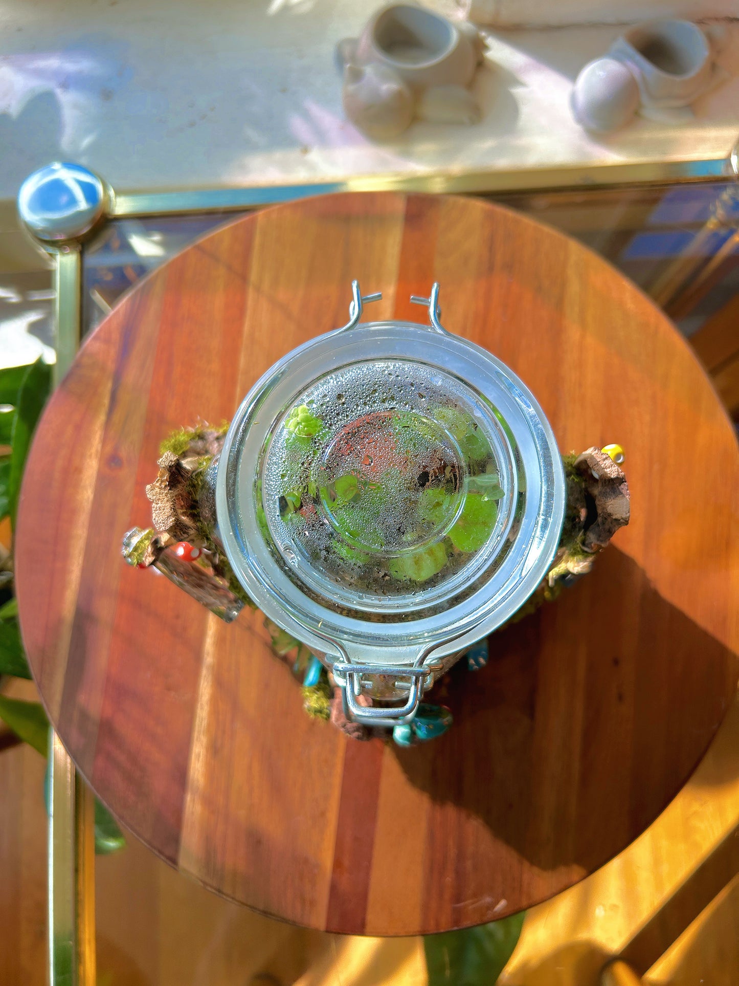 Handmade Closed Terrarium | Lock & Latch Jar | 'Into The Woodland’