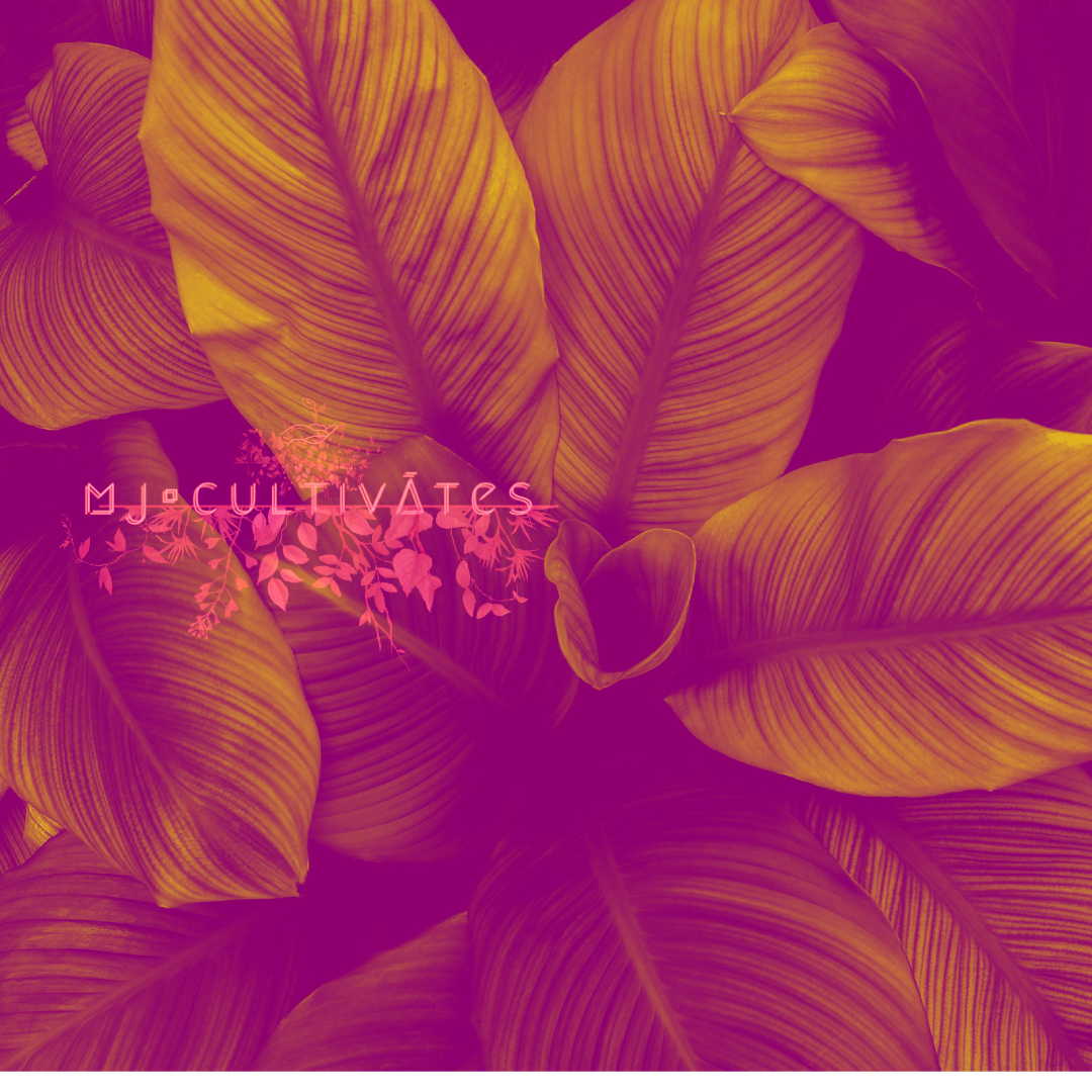 Mj cultivates Cultivating Happiness Through House Plants mj-cultivates-cultivating-happiness-through-house-plants