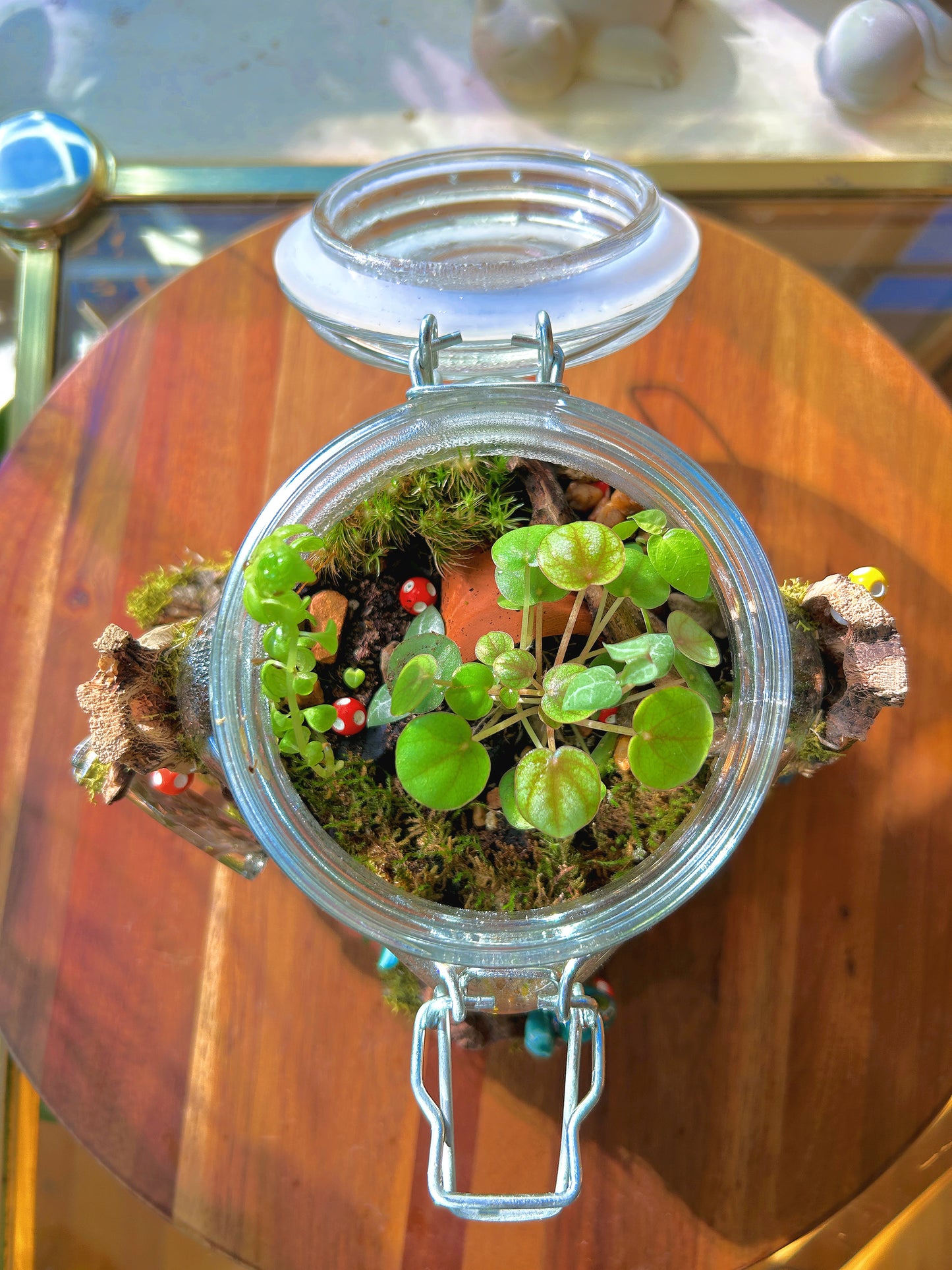 Handmade Closed Terrarium | Lock & Latch Jar | 'Into The Woodland’