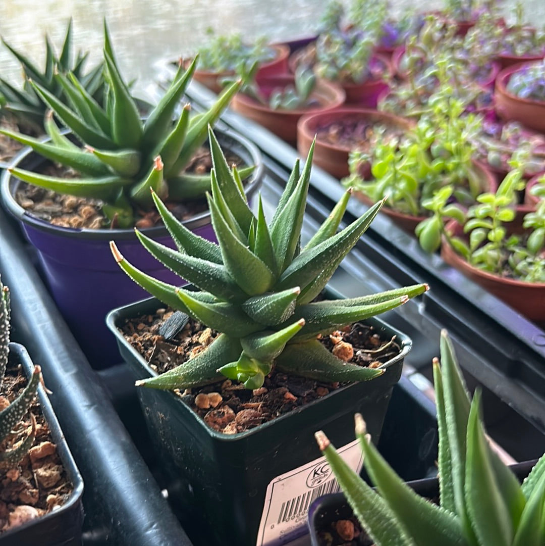 Haworthia Fascinata Variegata