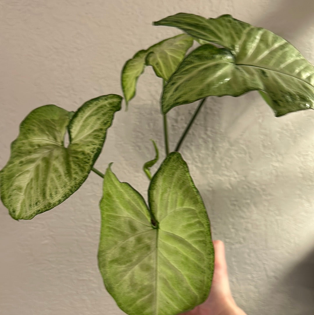 Syngonium White Butterfly