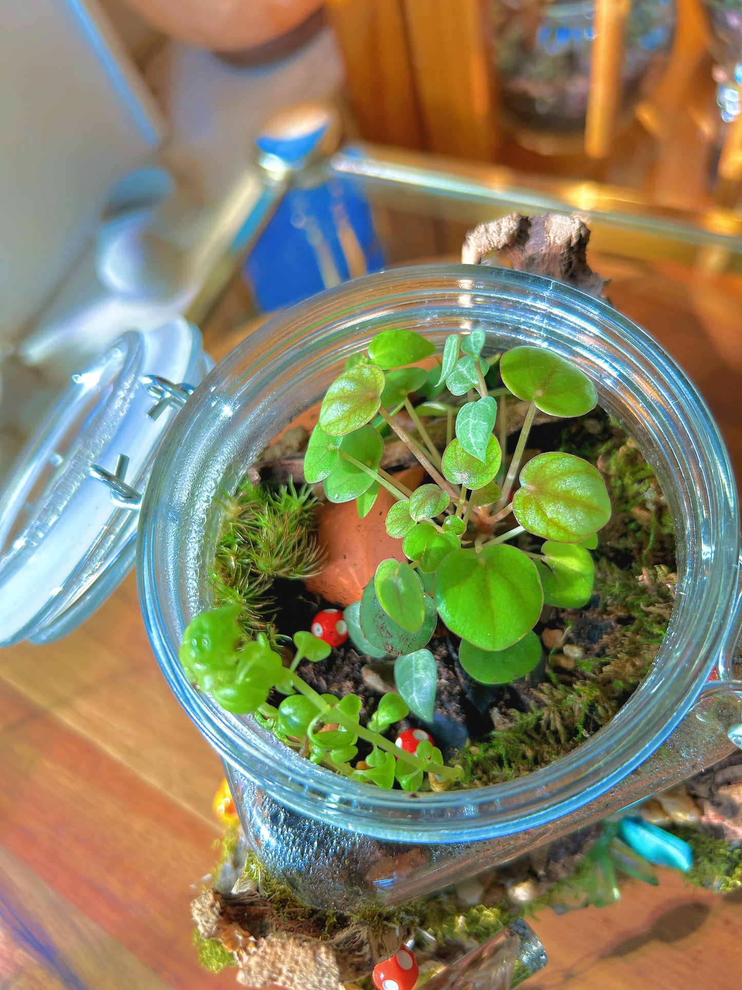 Handmade Closed Terrarium | Lock & Latch Jar | 'Into The Woodland’