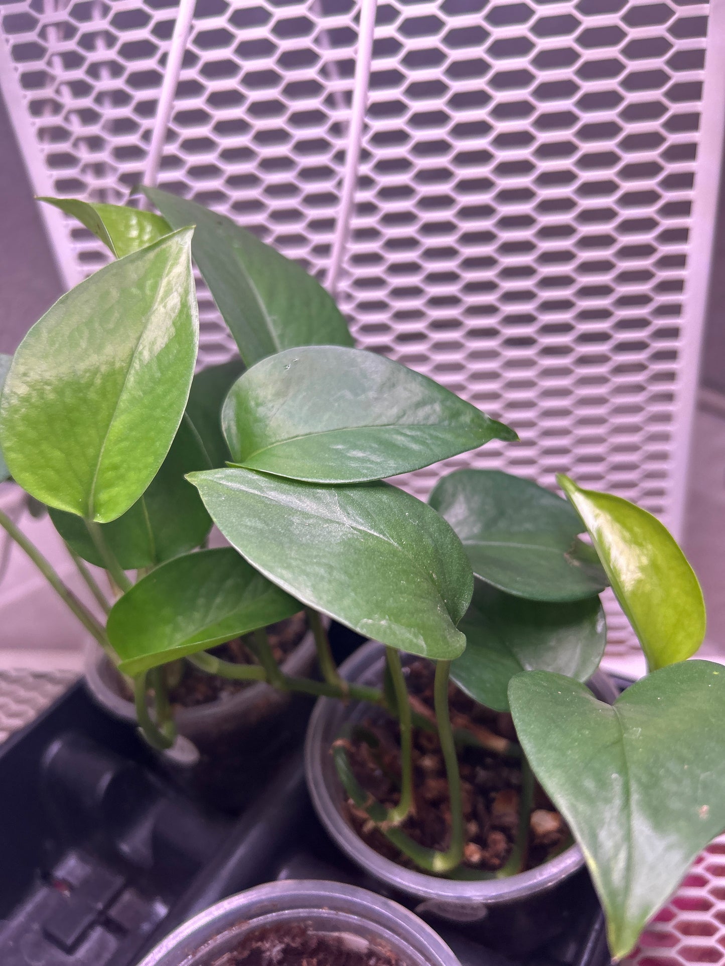Golden Pothos