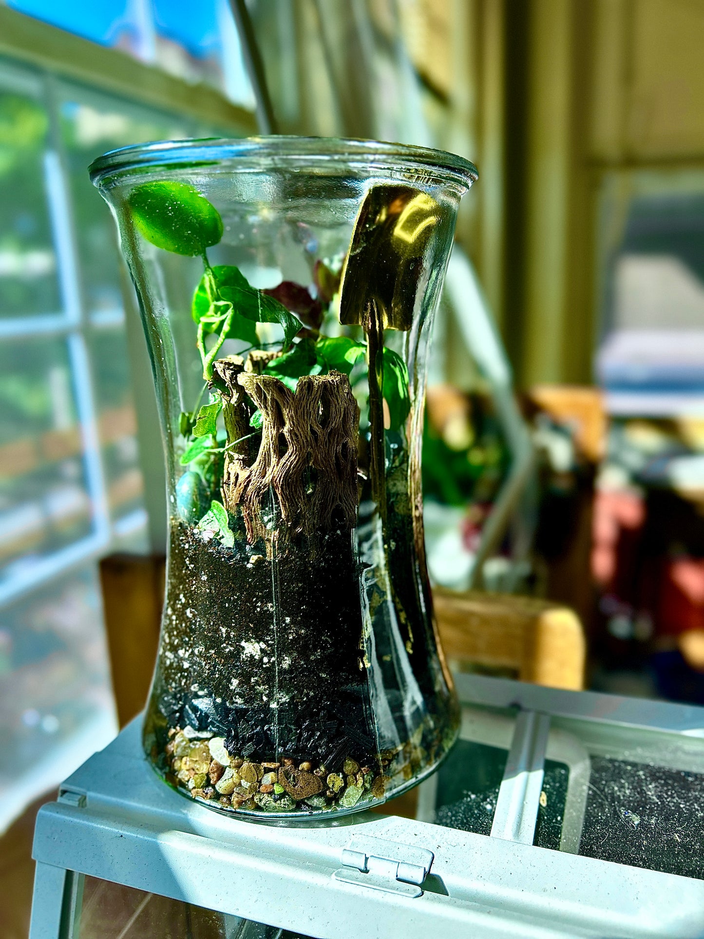 Handmade Open Terrarium | Large Hourglass | 'Buried Golden'