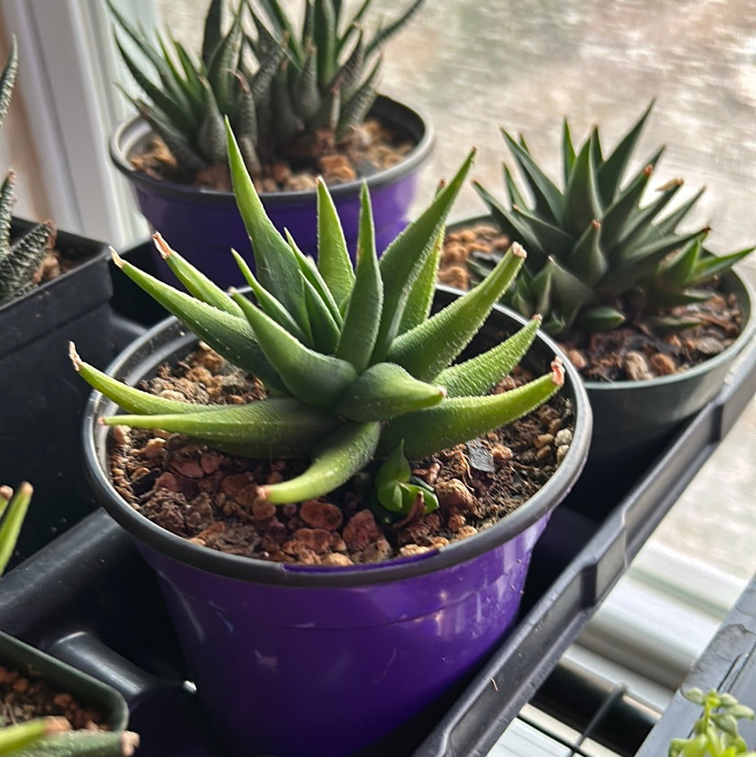 Haworthia Fascinata Variegata