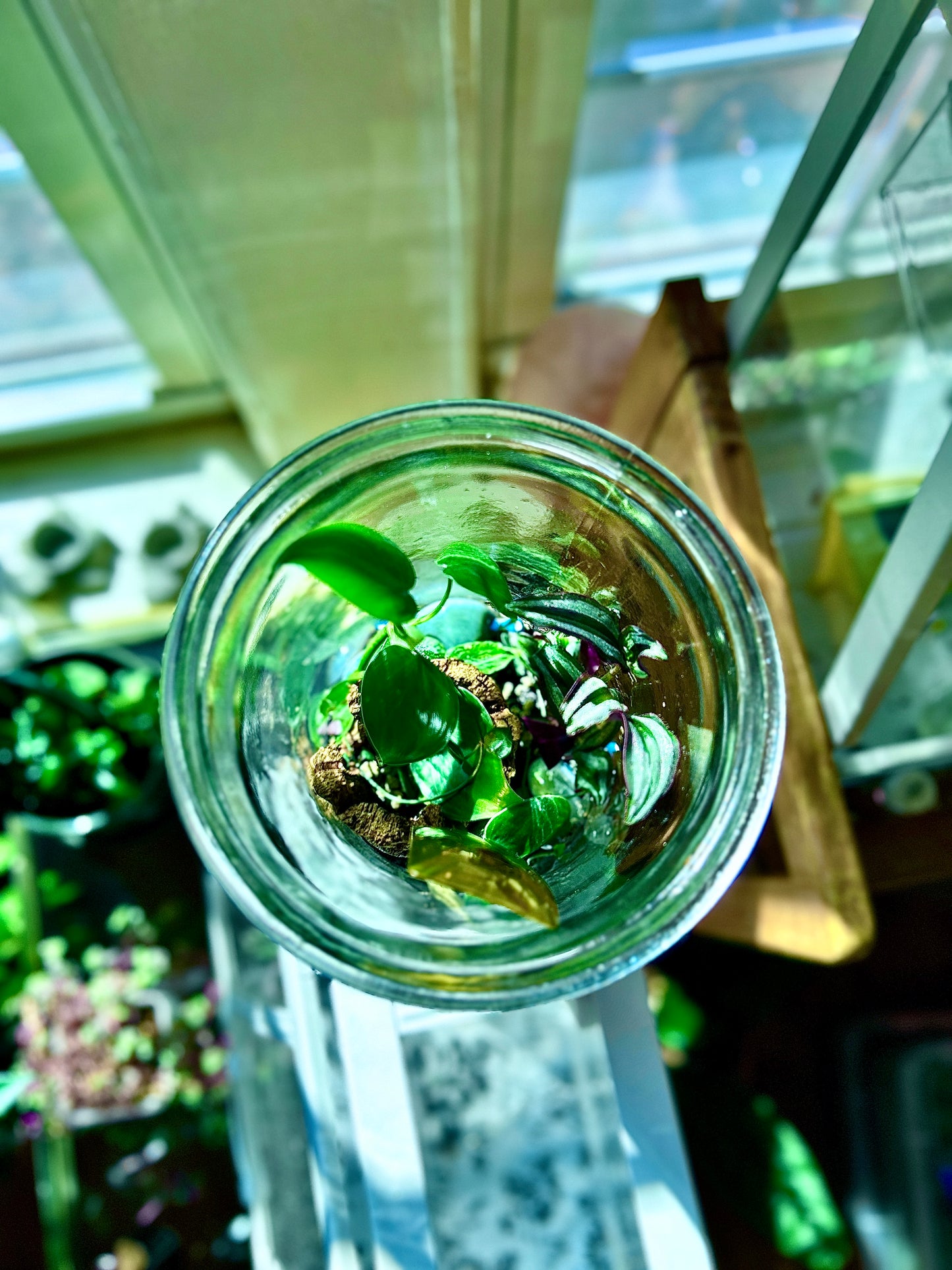 Handmade Open Terrarium | Large Hourglass | 'Buried Golden'