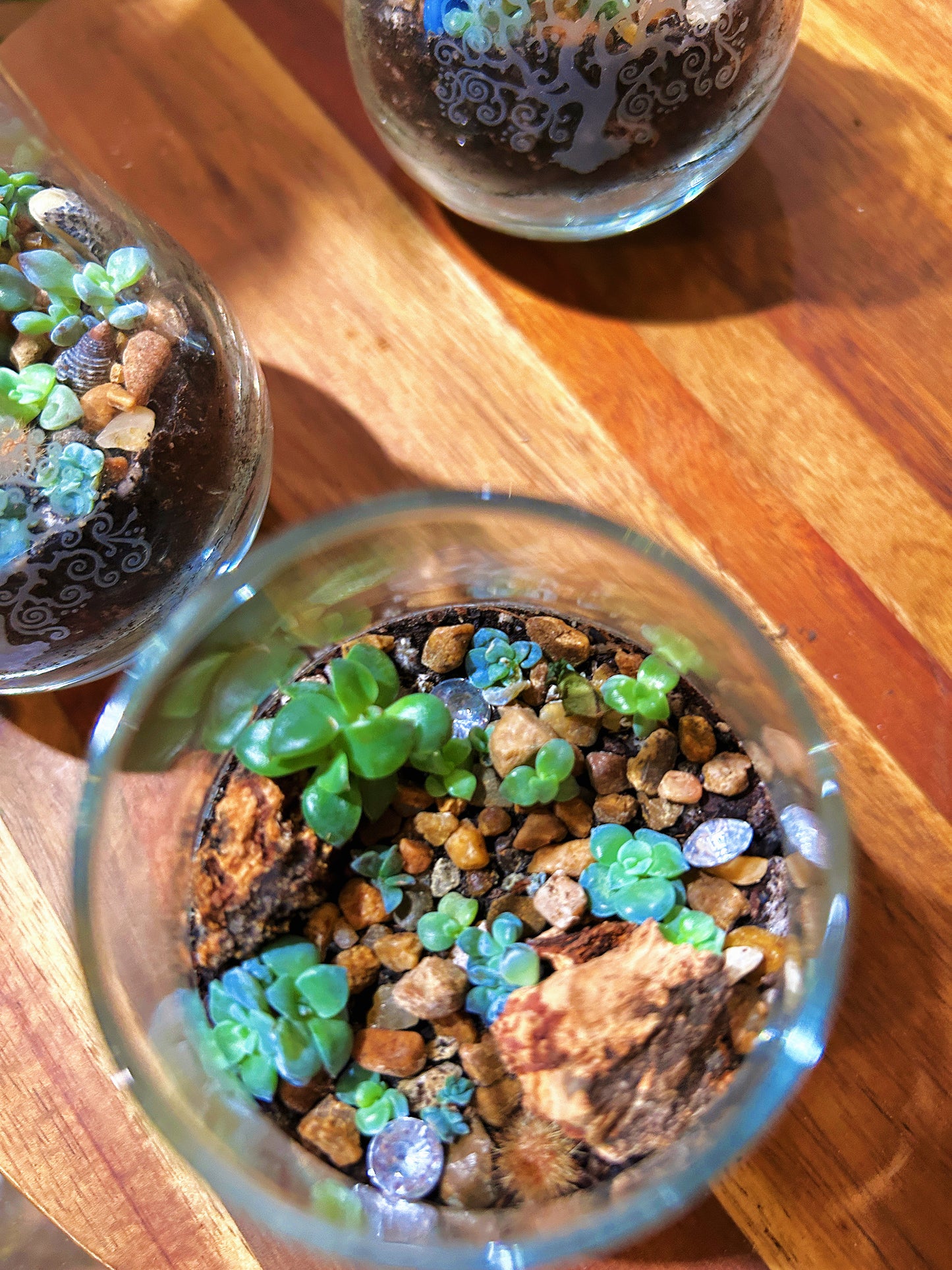 Handmade Succulent Terrarium Triplets