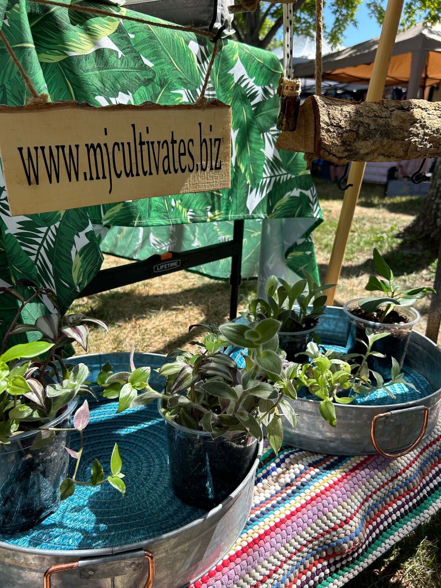 Tradescantia Smorgasbord