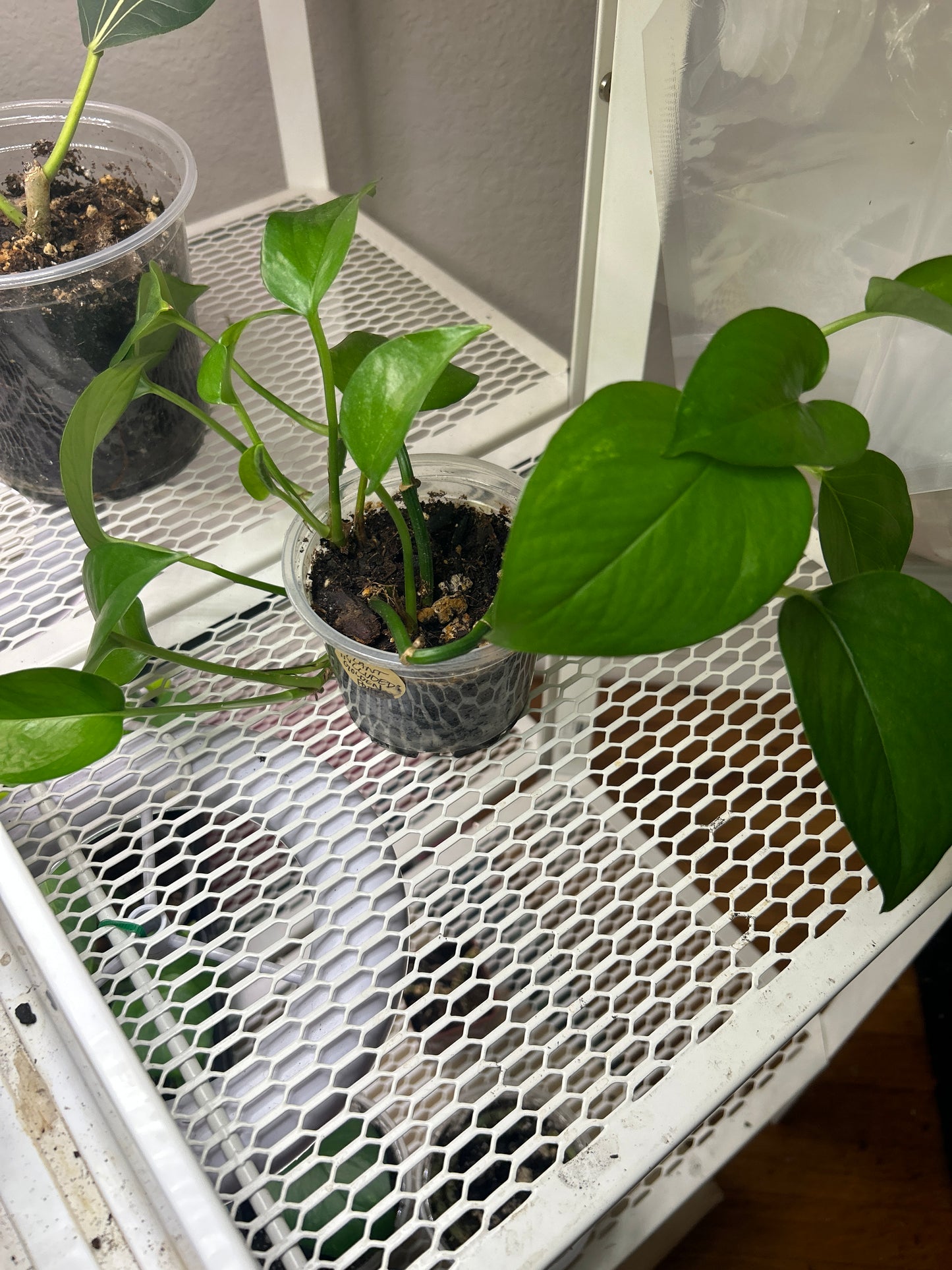 Golden Pothos