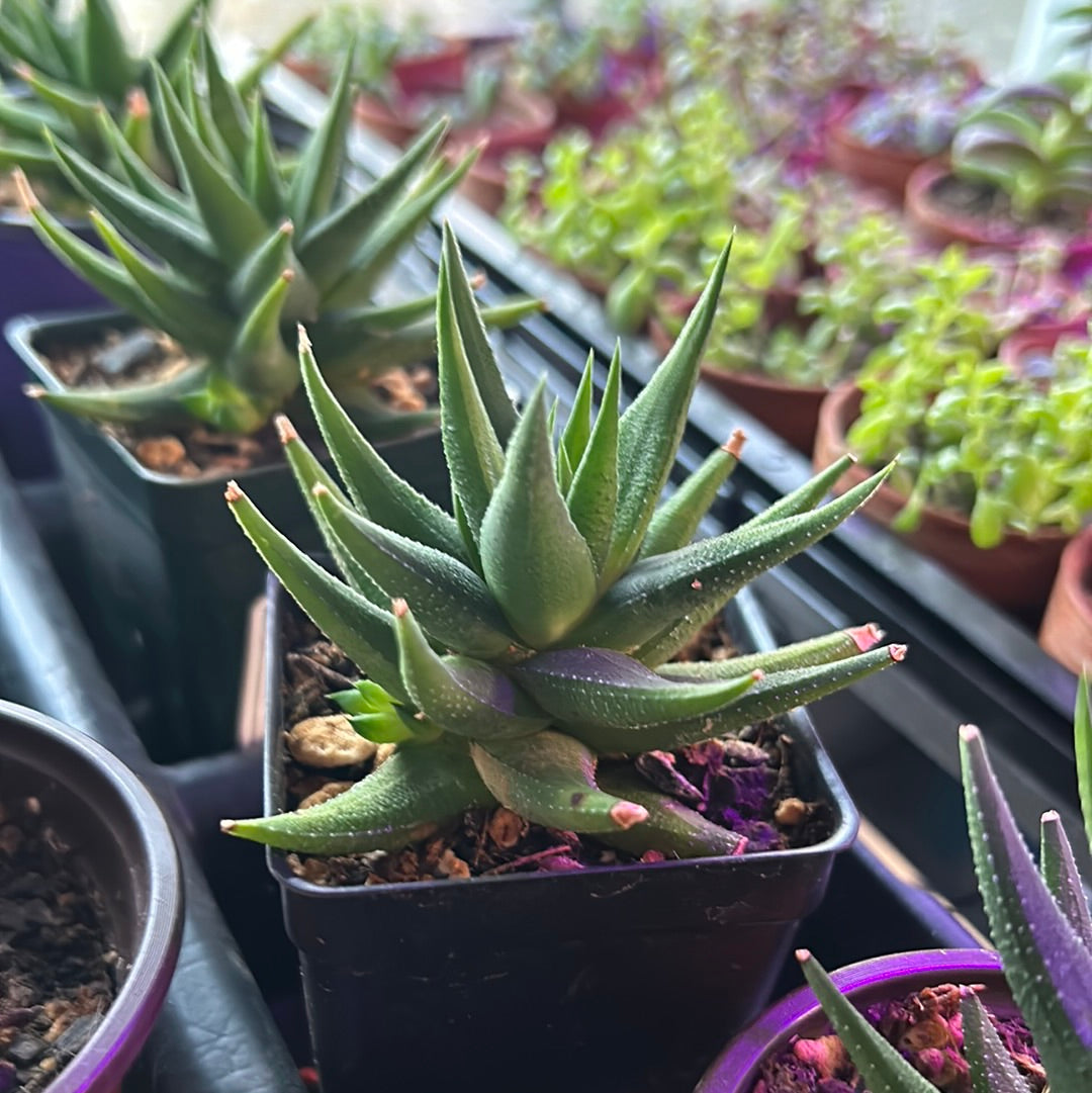 Haworthia Fascinata Variegata