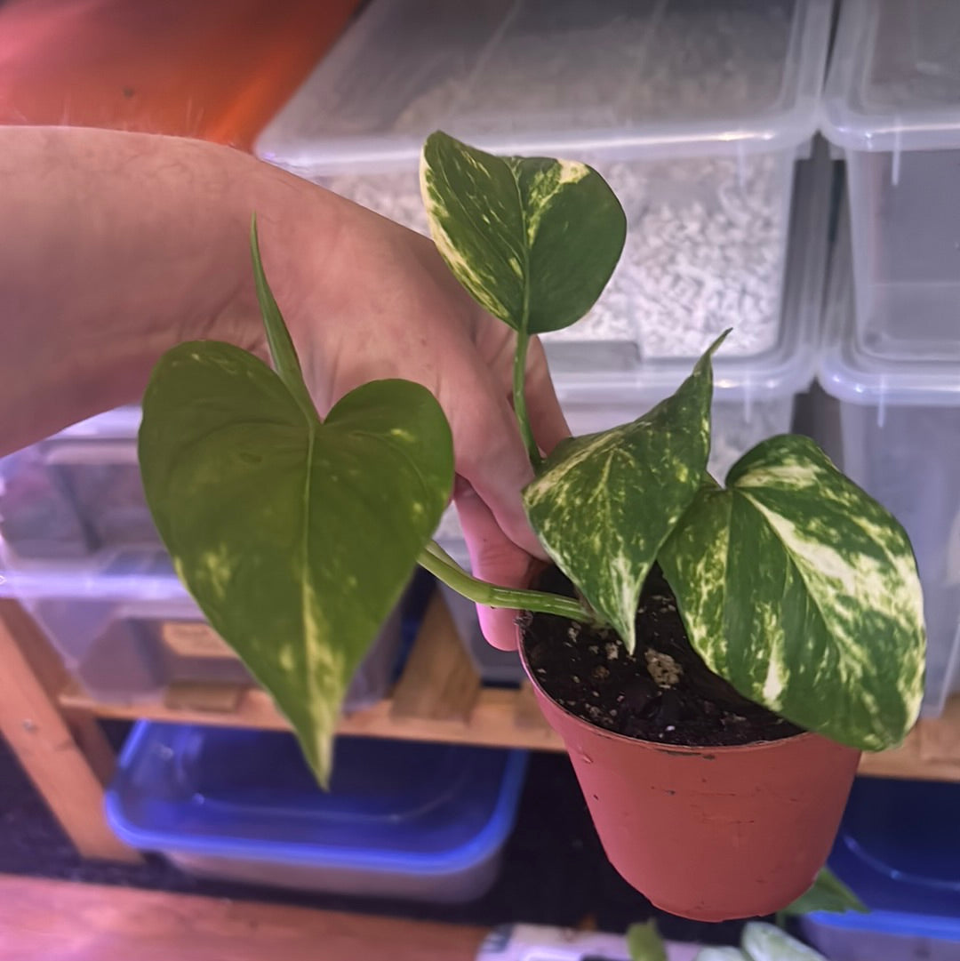 Golden Pothos (High Variegation)