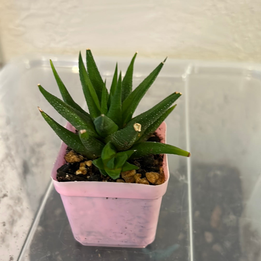 Haworthia Fascinata Variegata