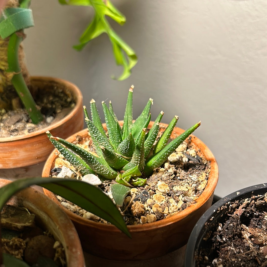 Haworthia Fascinata