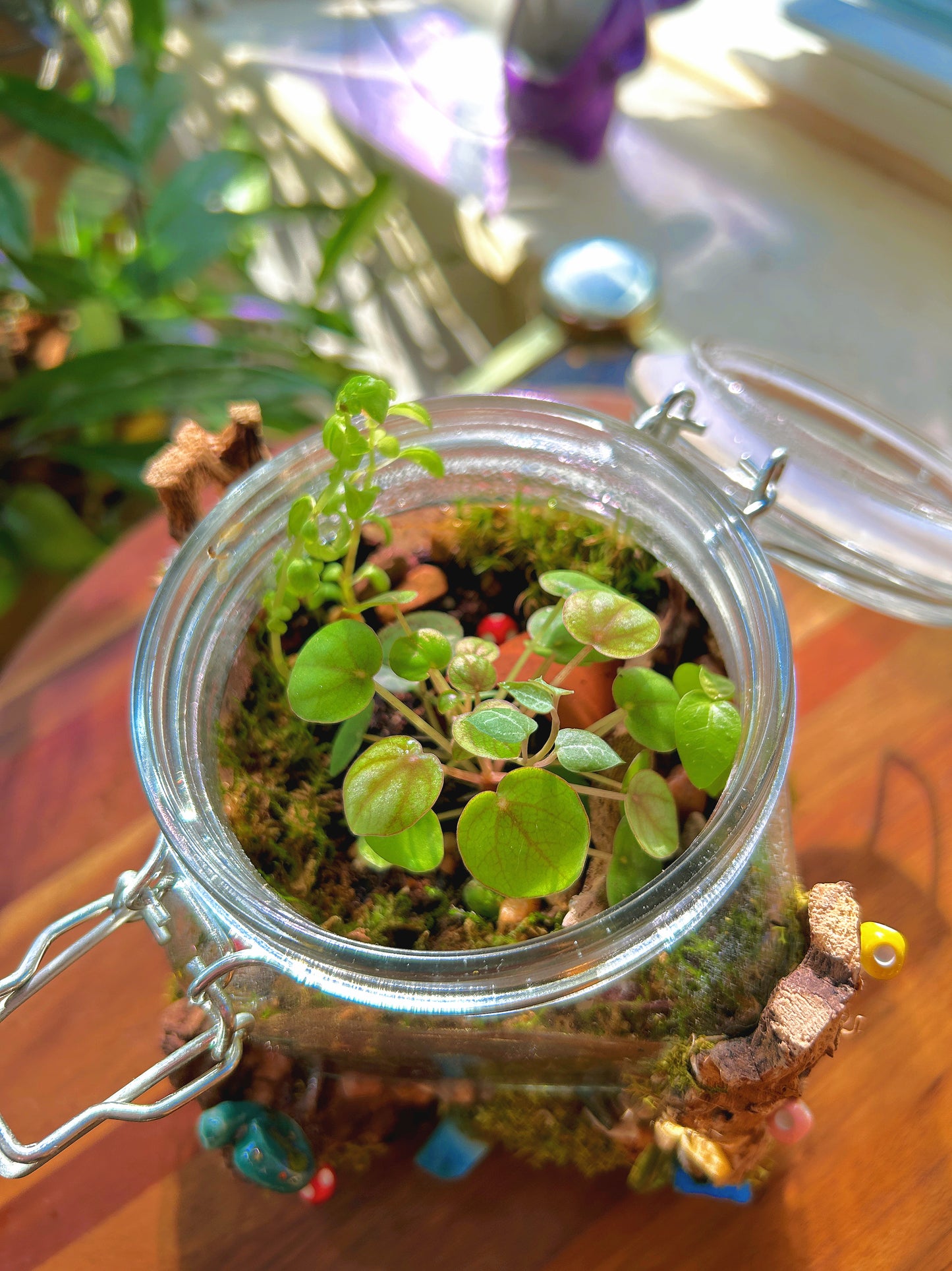Handmade Closed Terrarium | Lock & Latch Jar | 'Into The Woodland’