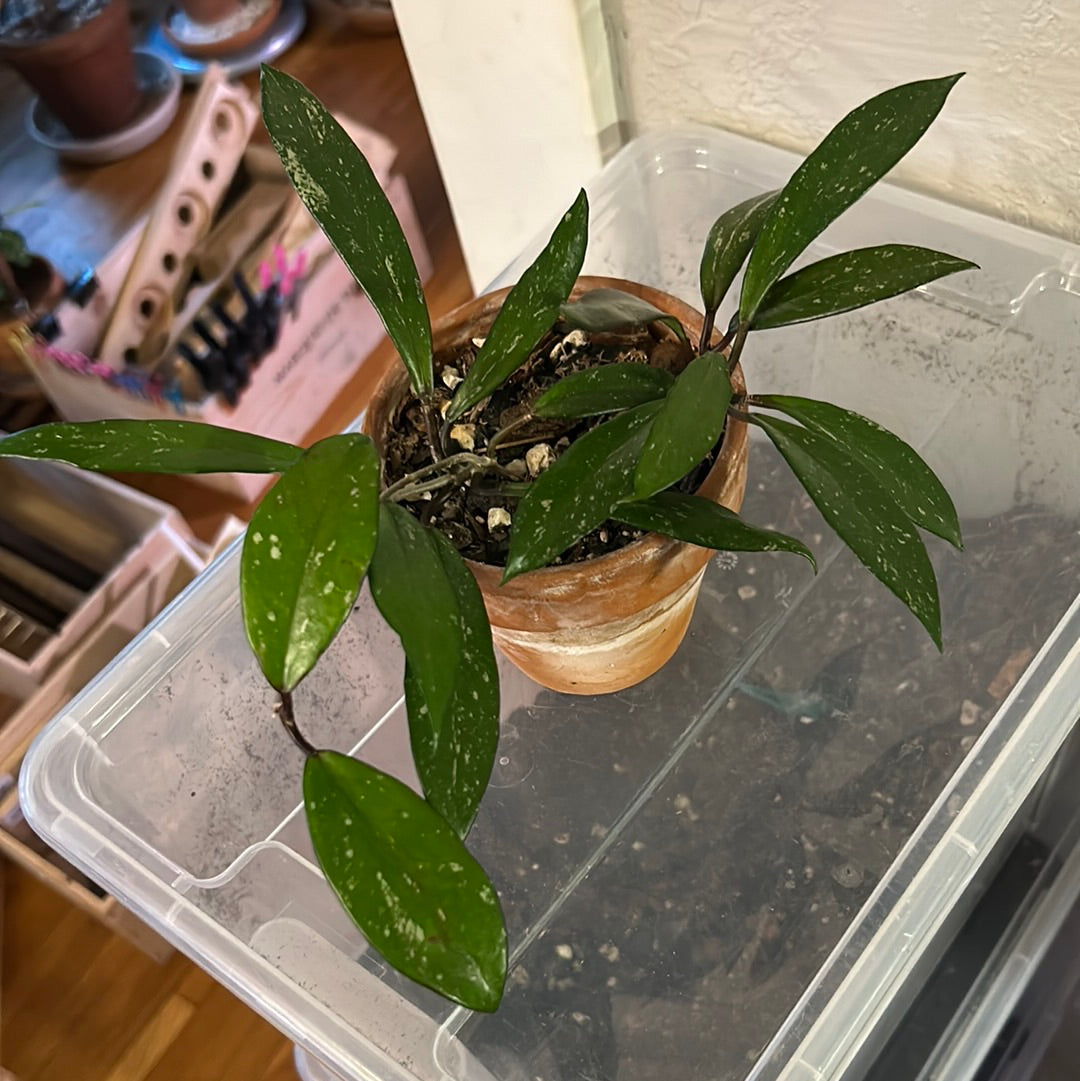 Hoya Pubicalyx Splash