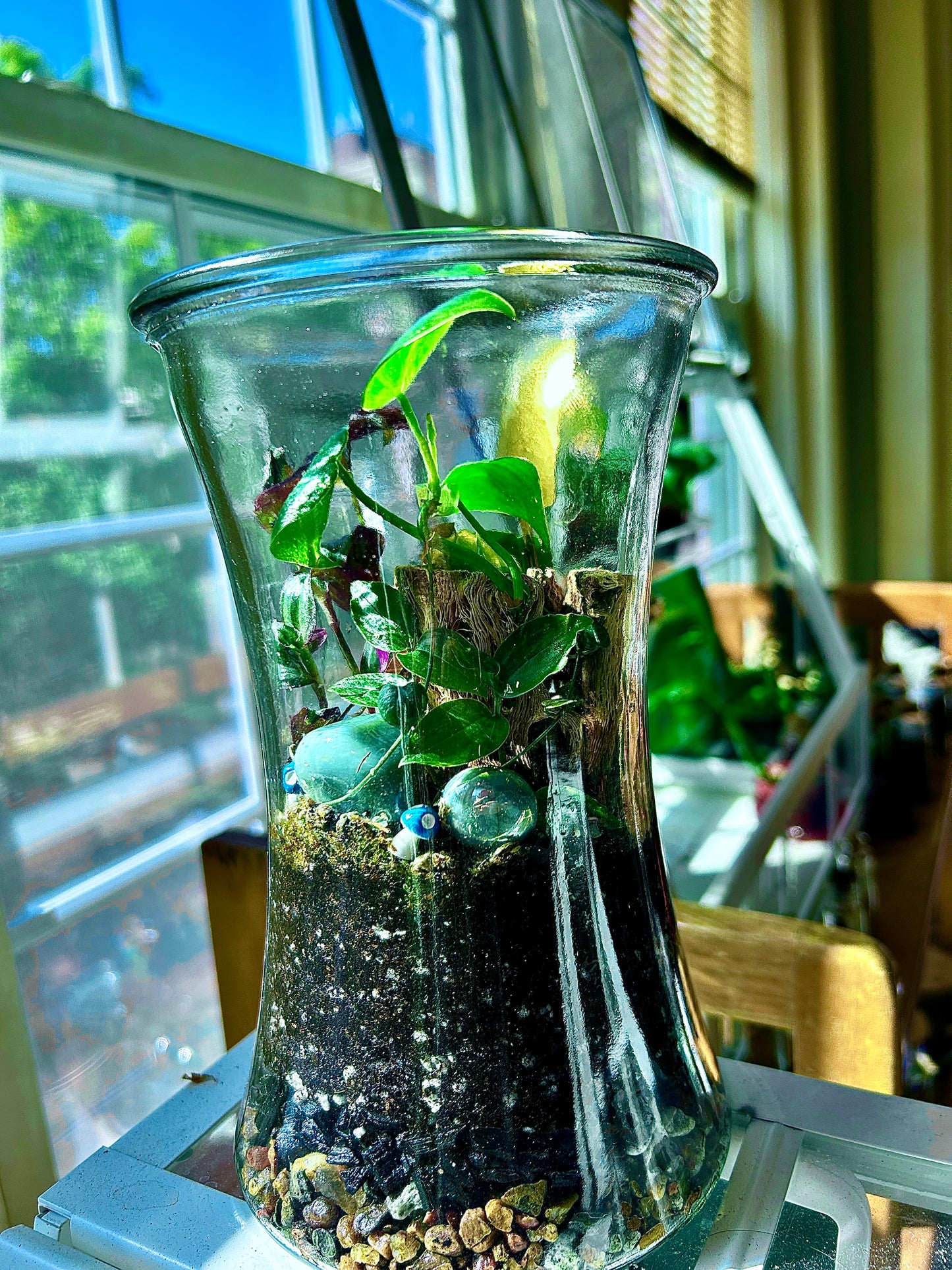 Handmade Open Terrarium | Large Hourglass | 'Buried Golden'
