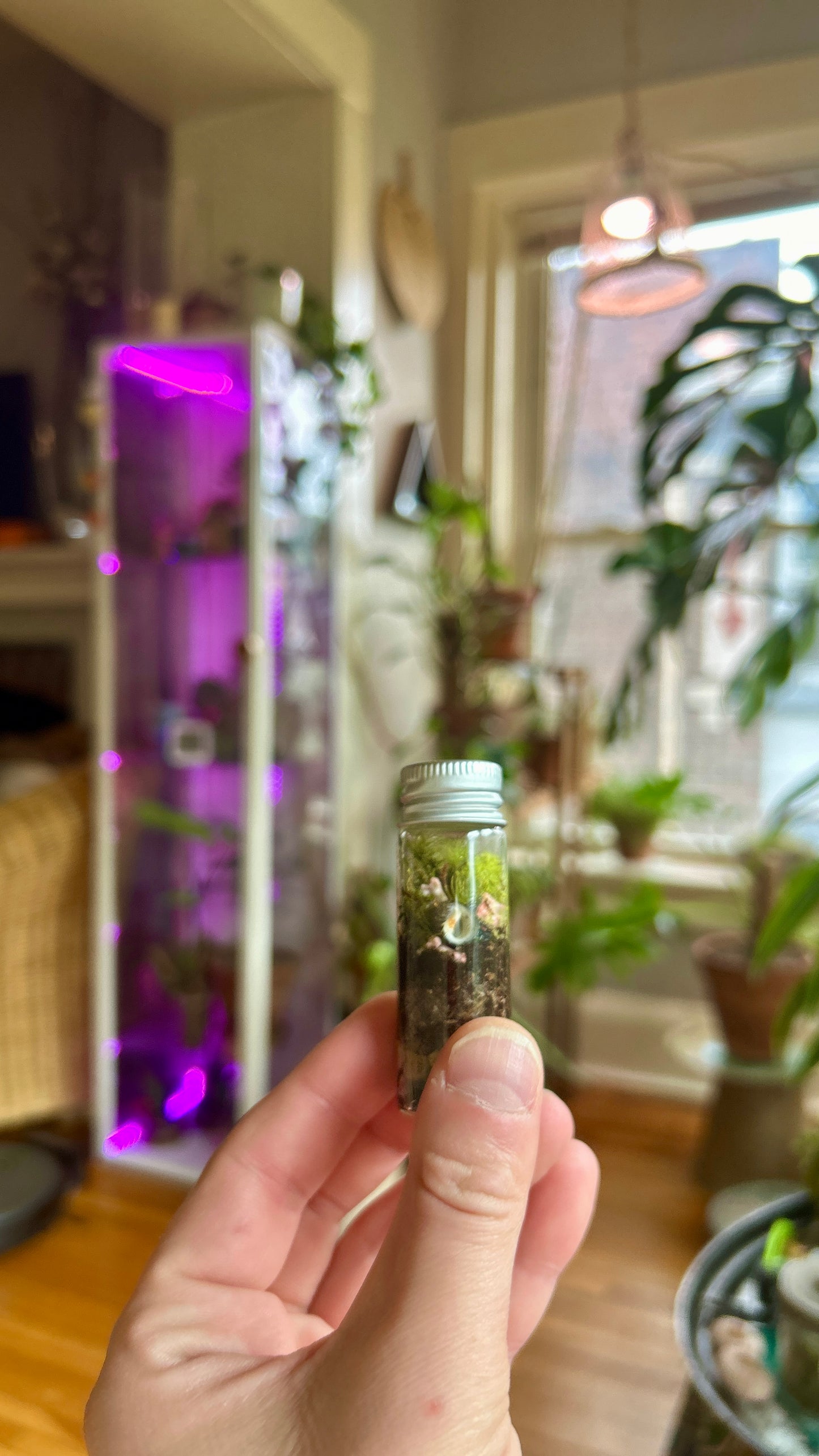 Microterrarium