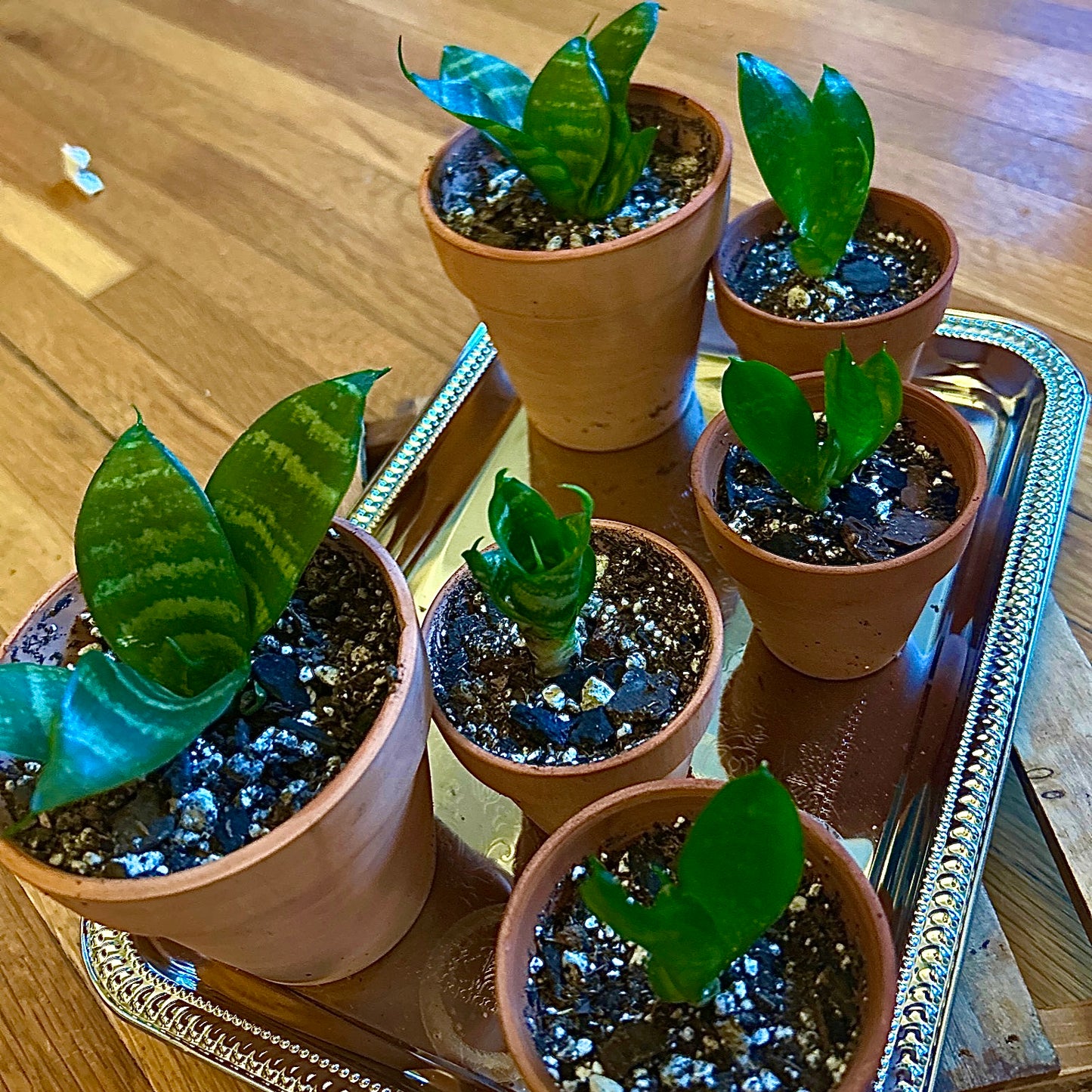 Bird’s Nest Snake Plant