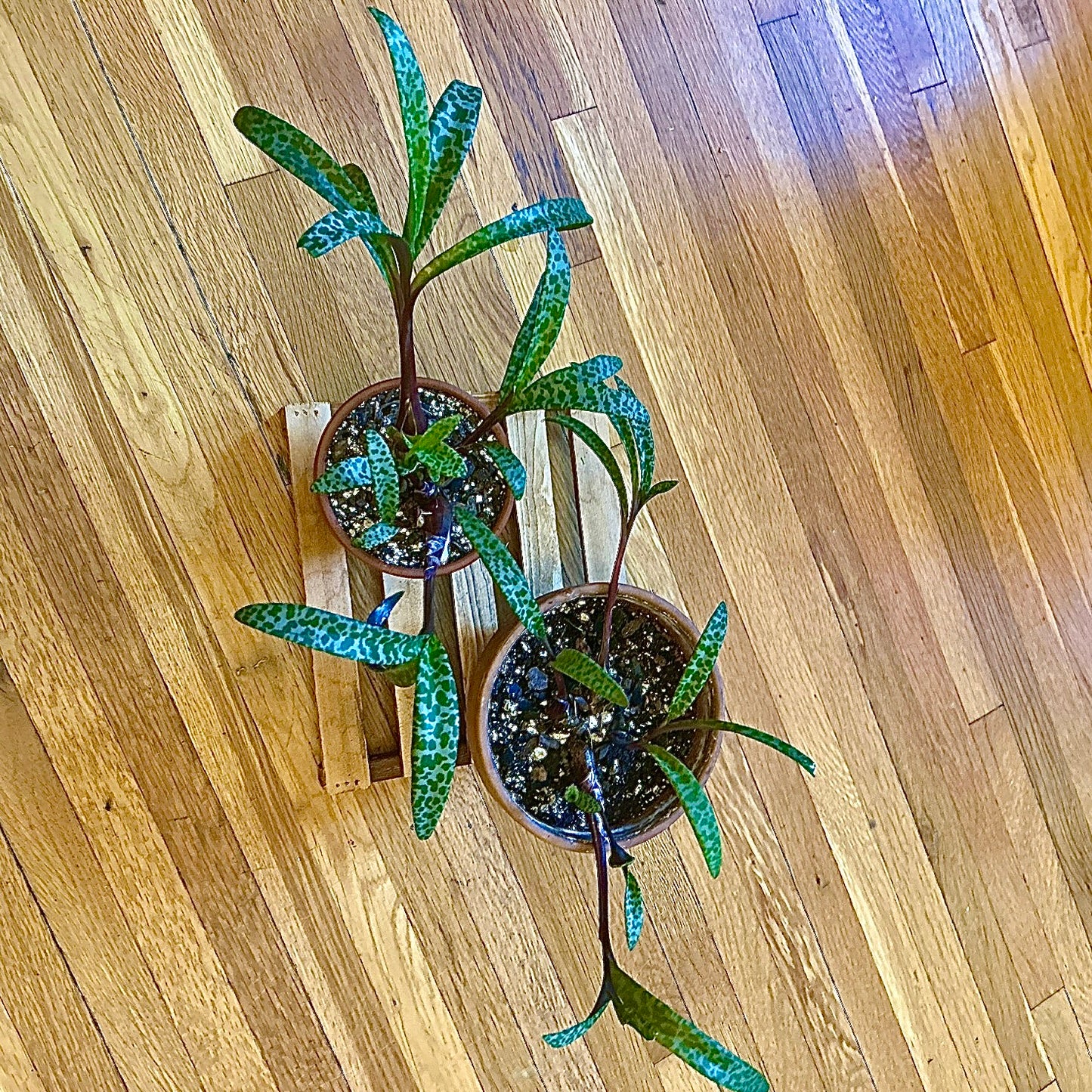 Leopard Lily