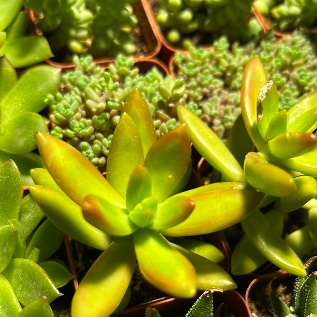 Sedum Adolphi