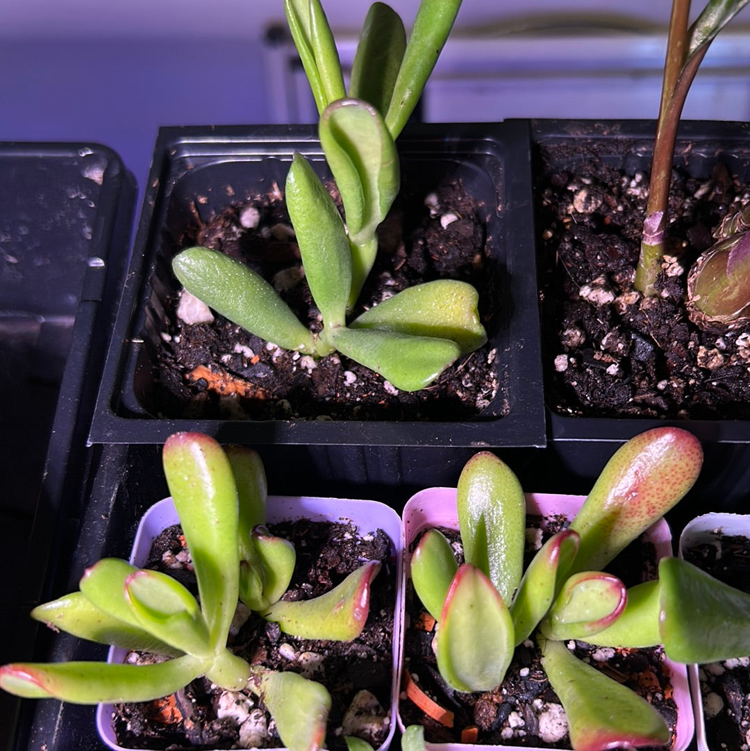 Crassula Ovata ‘Red Horn’