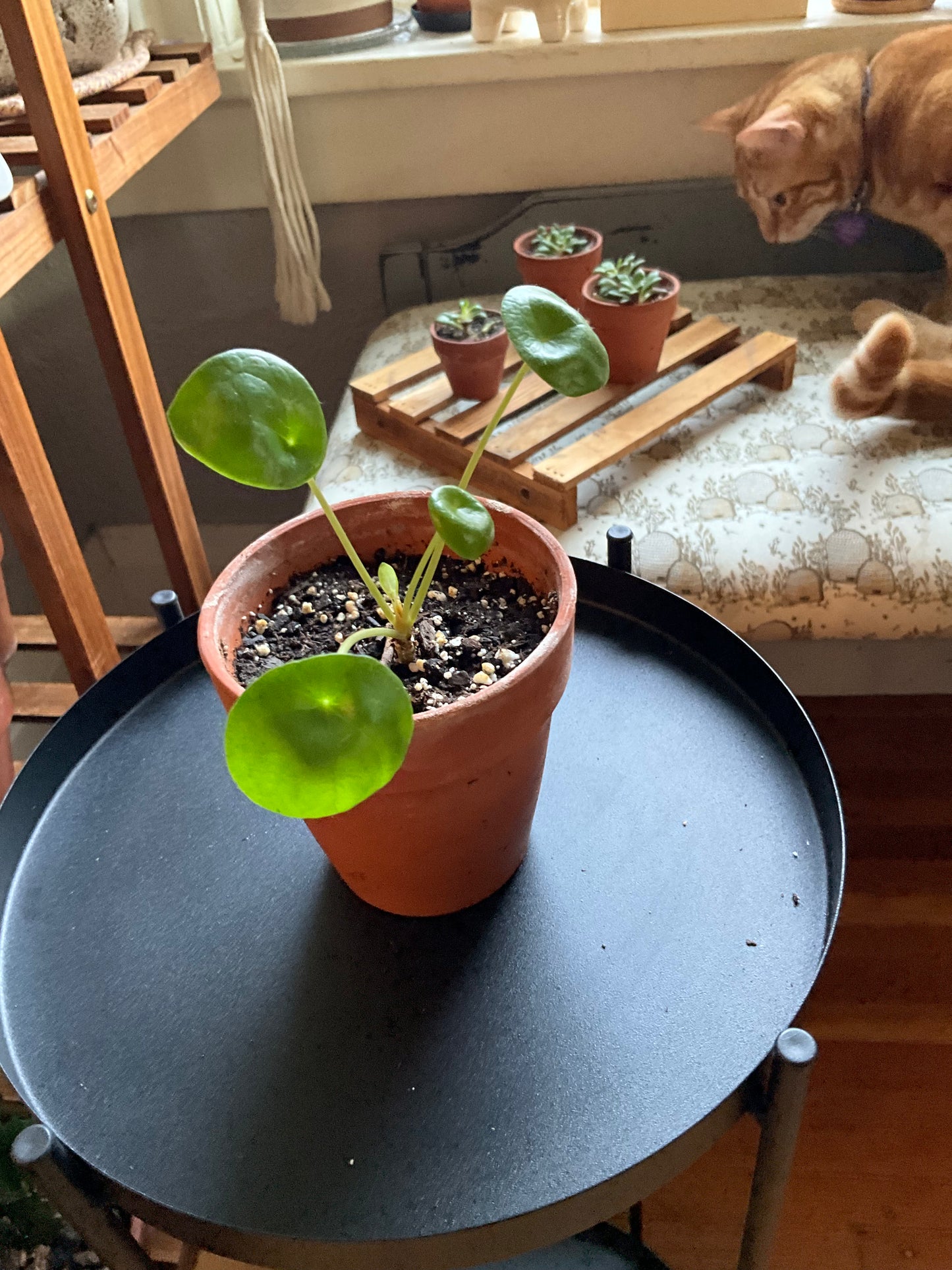 Chinese Money Plant
