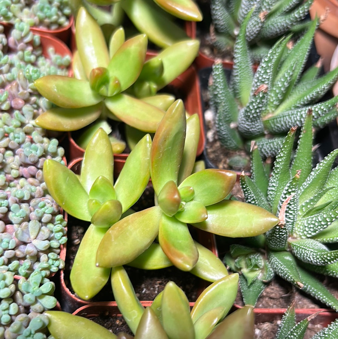 Sedum Adolphi
