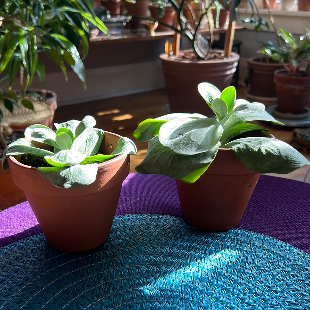 Paddle Plant