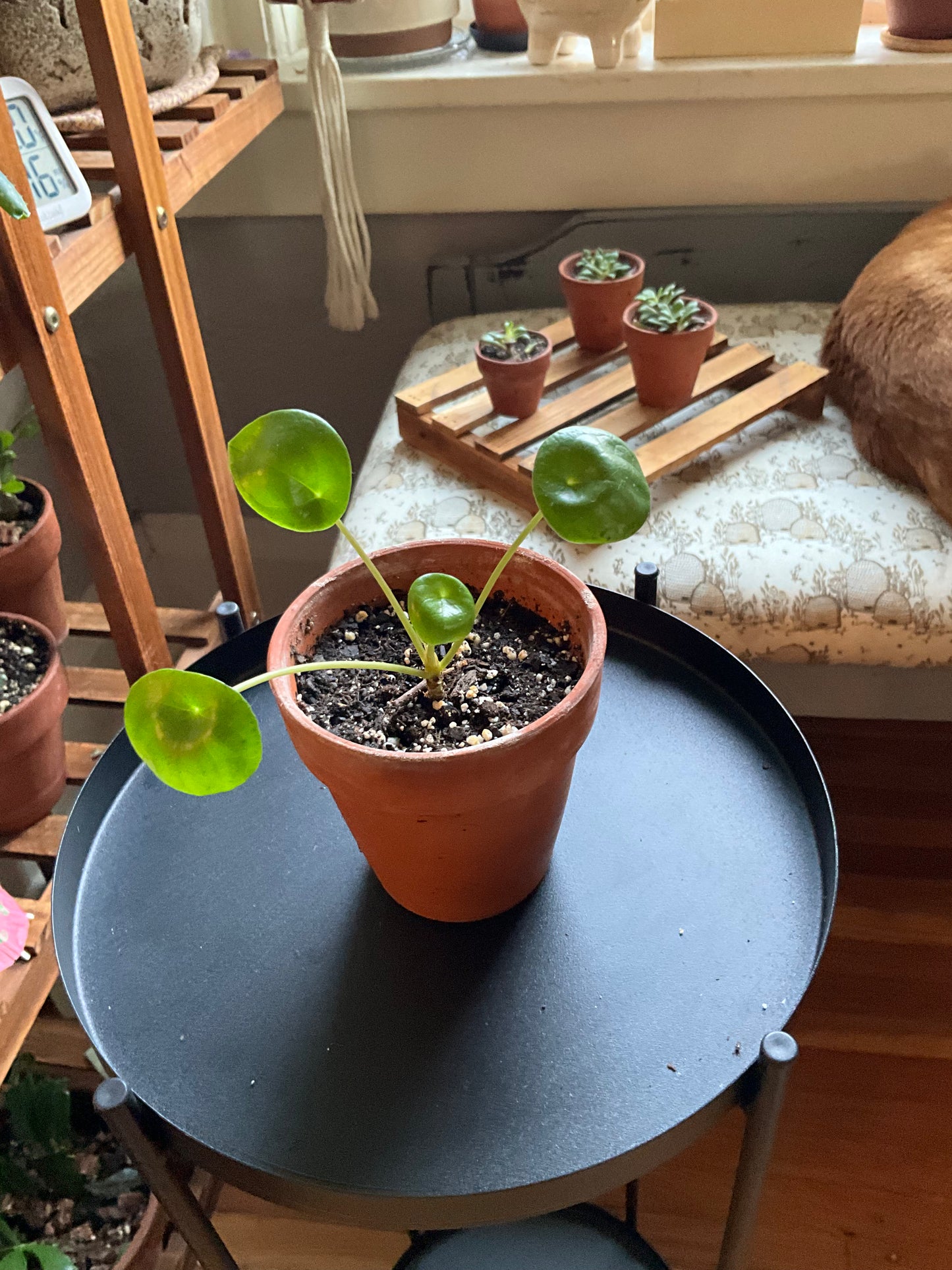 Chinese Money Plant