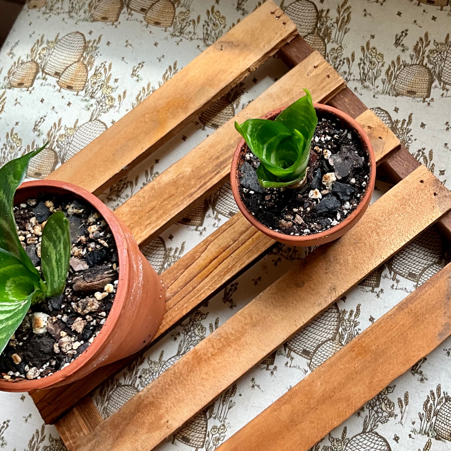 Bird’s Nest Snake Plant