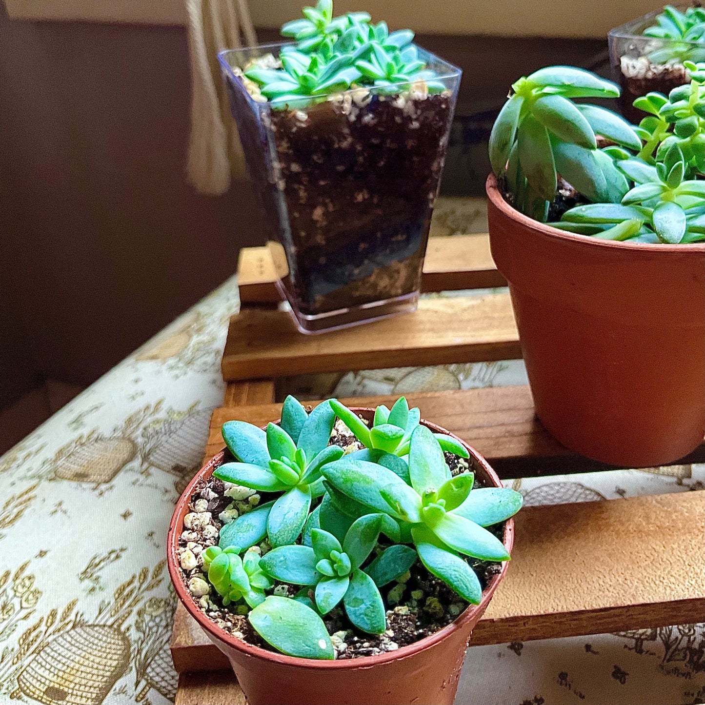 Super Donkey Tail