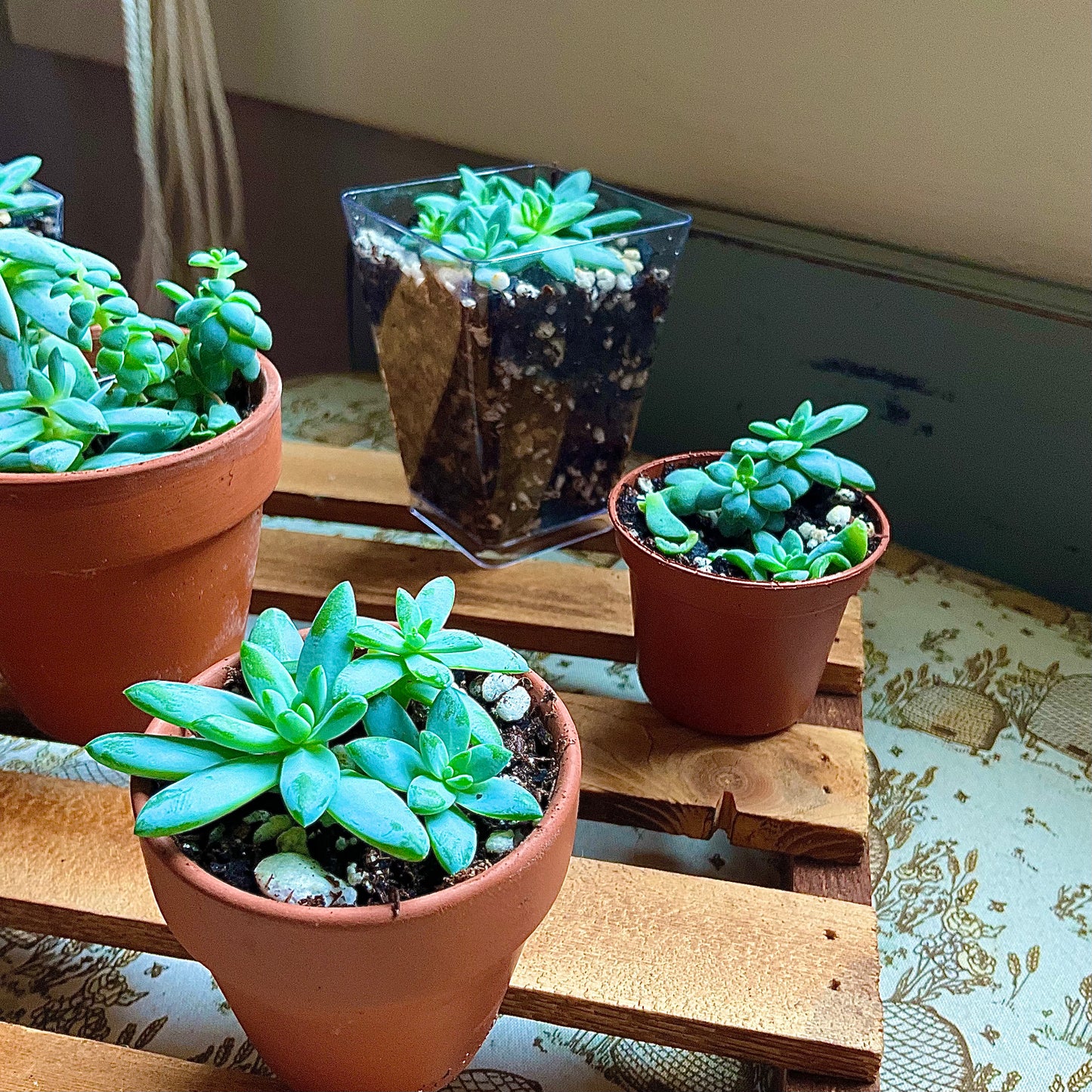 Super Donkey Tail