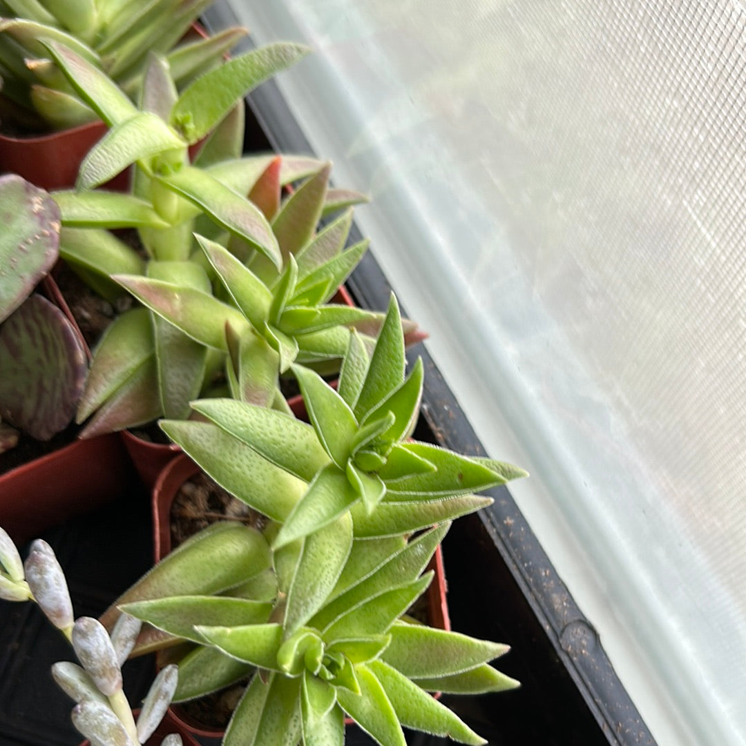 Crassula ‘Red Pagoda’