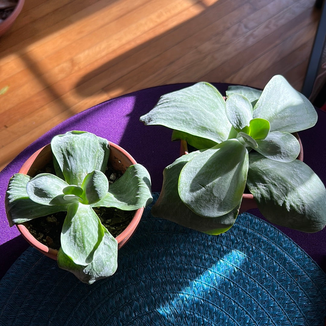 Paddle Plant
