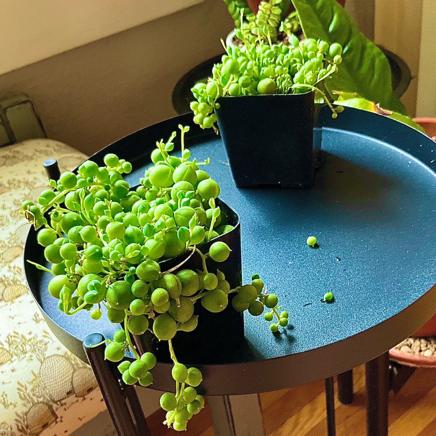 String of Pearls