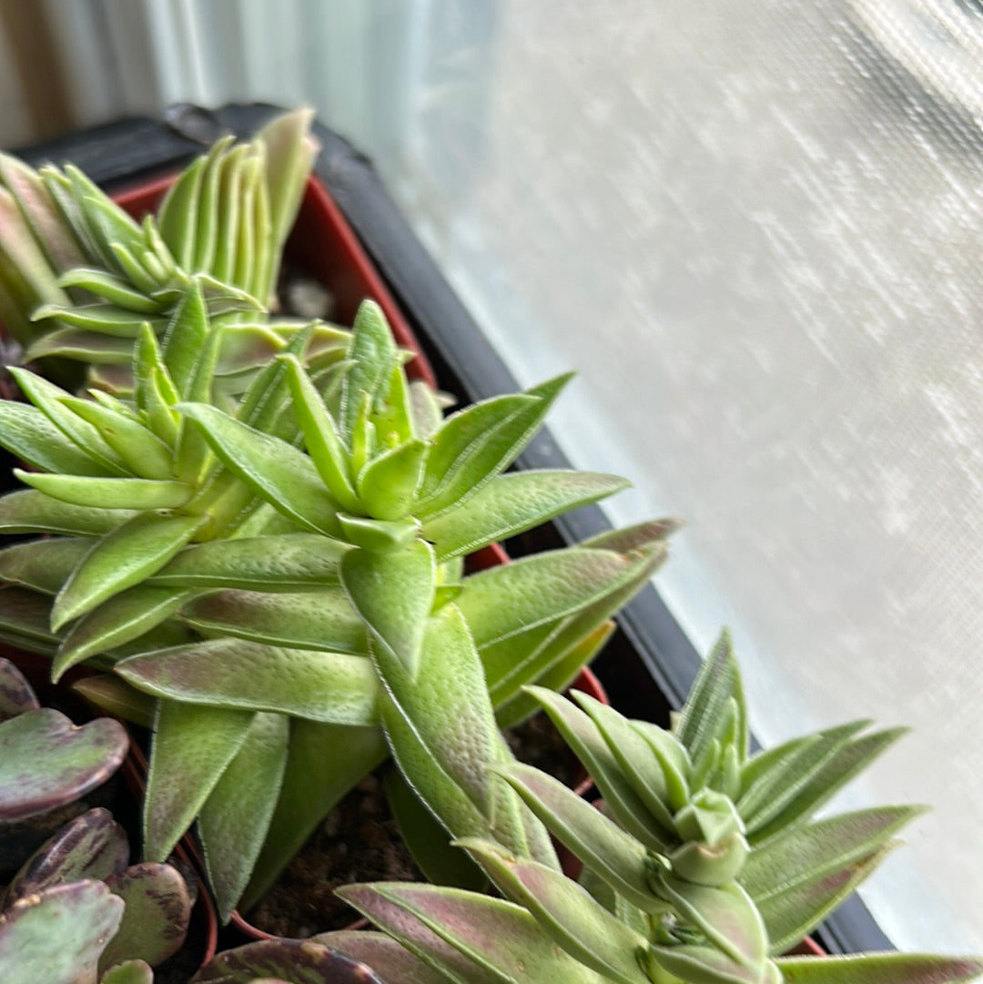 Crassula ‘Red Pagoda’