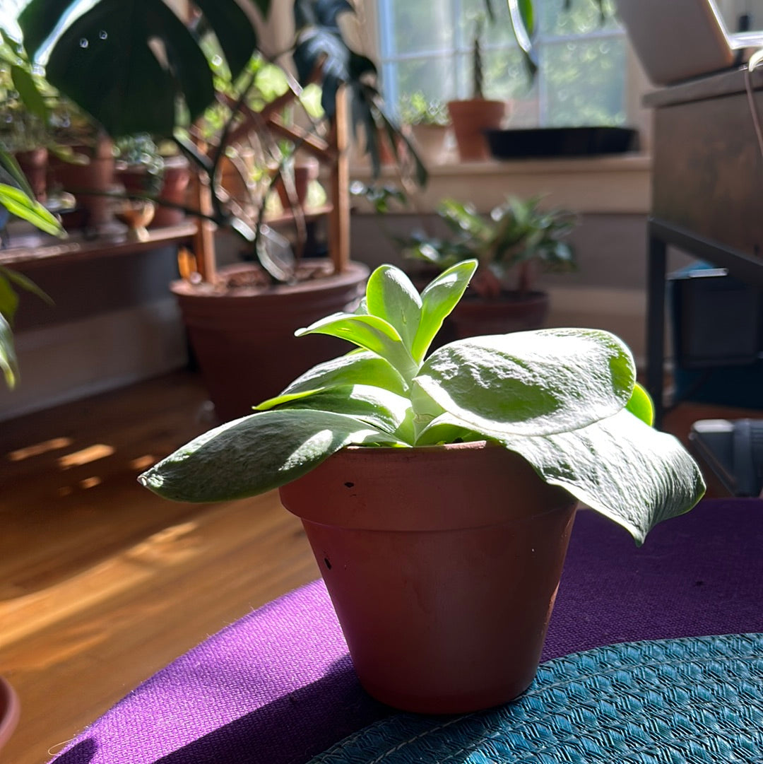 Paddle Plant
