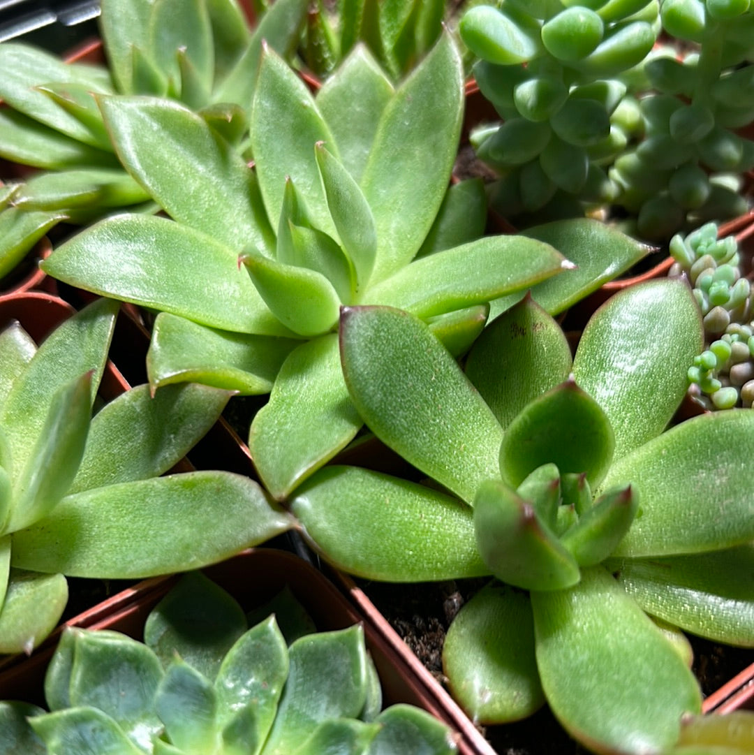 Molded Wax Plant