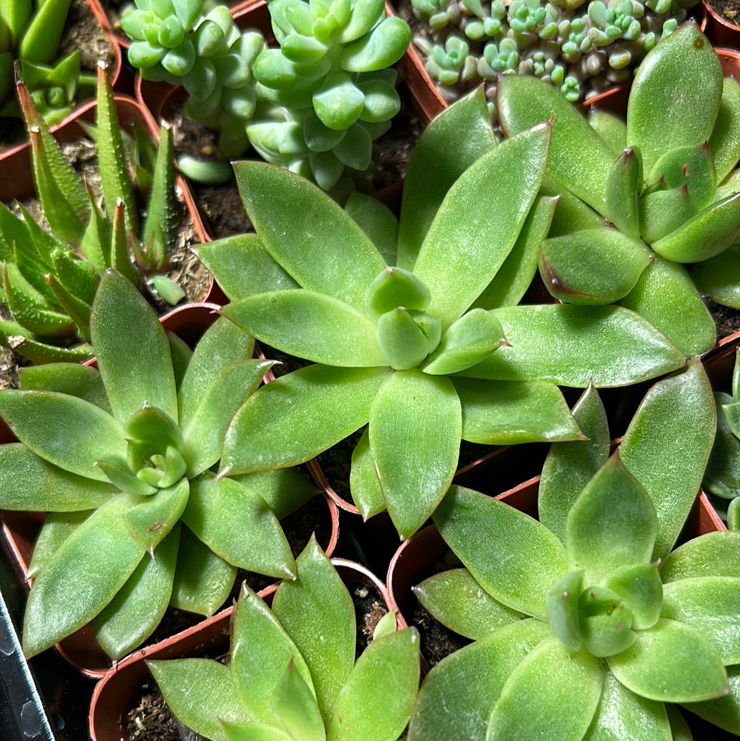 Molded Wax Plant