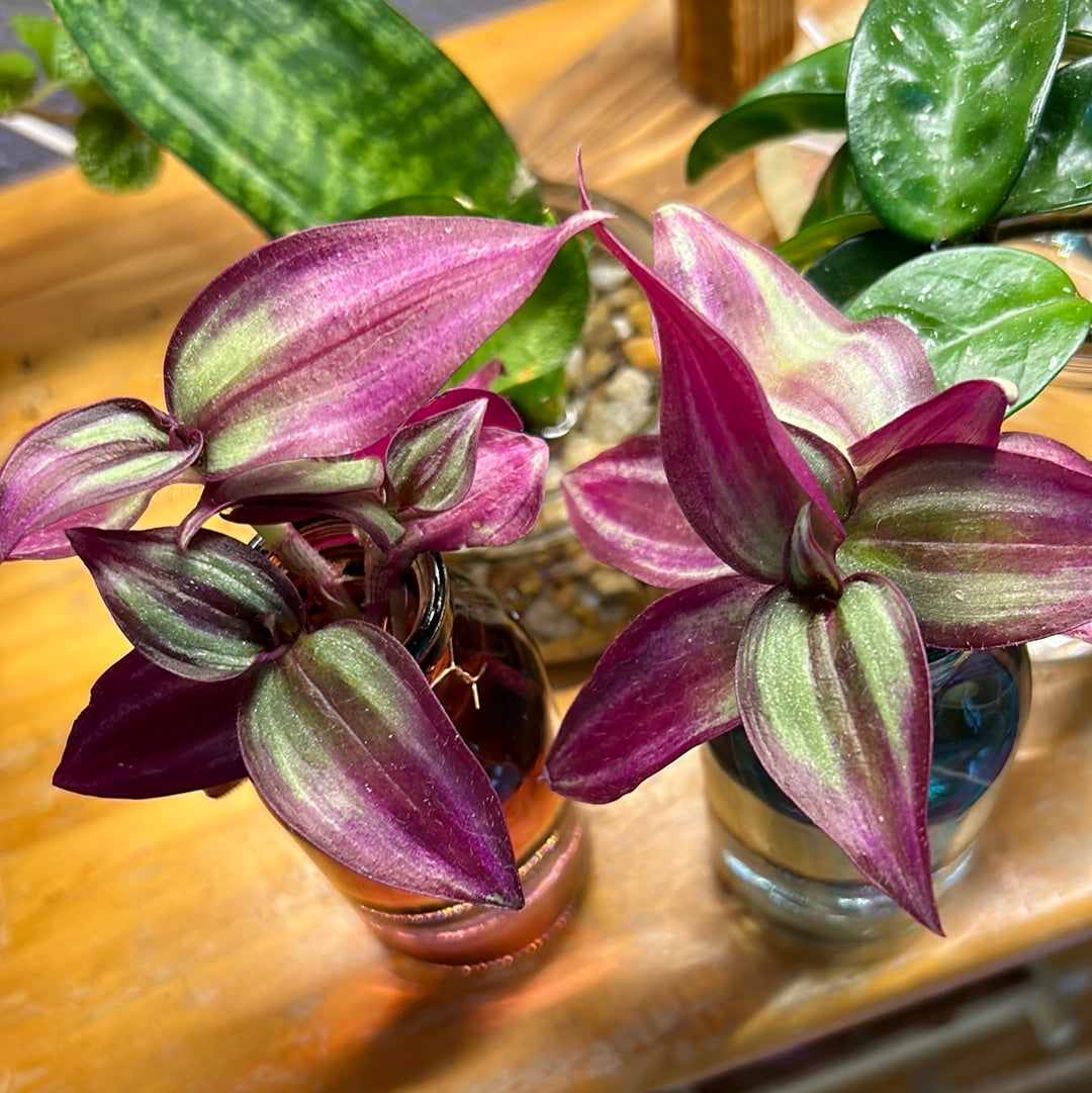 Tradescantia Zebrina