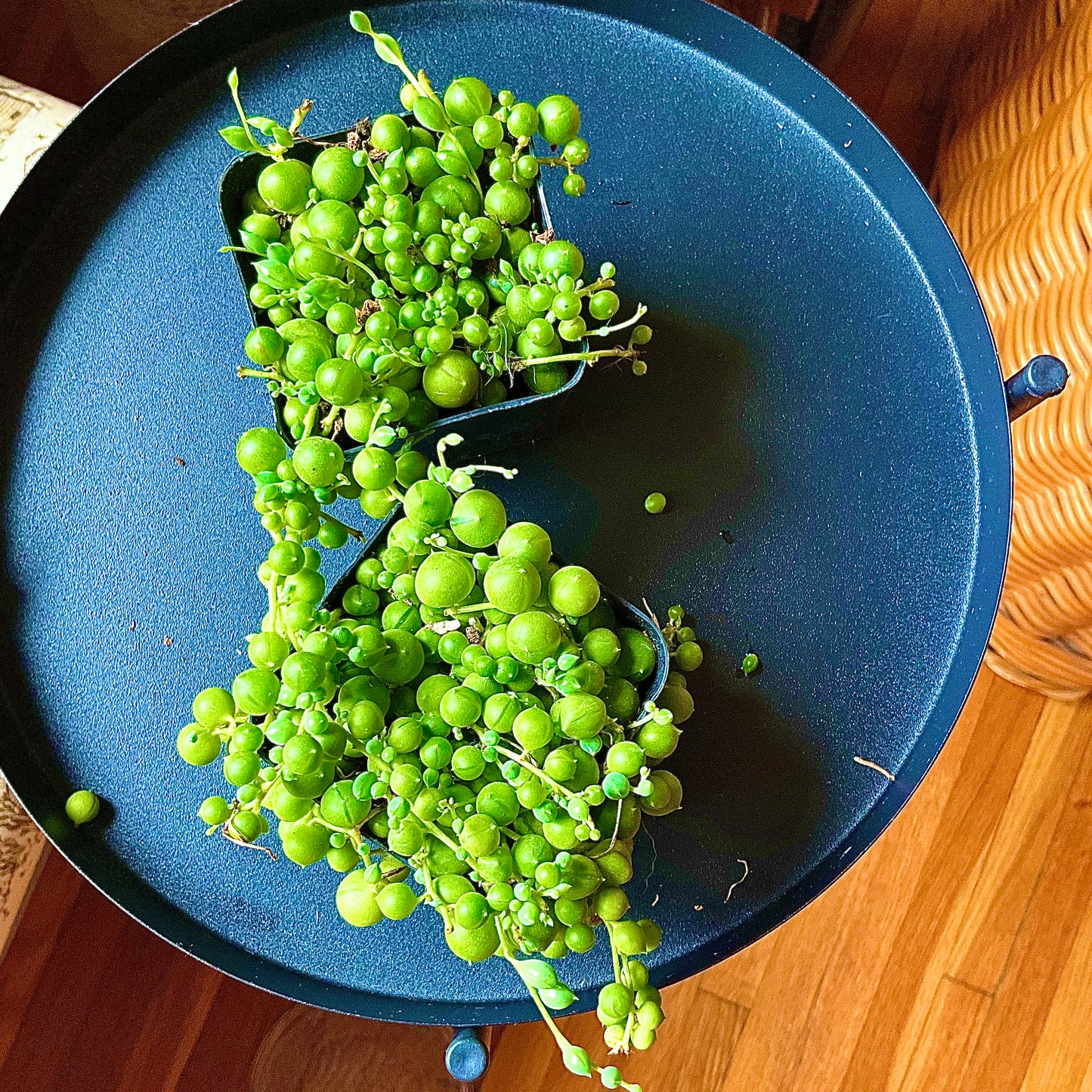 String of Pearls