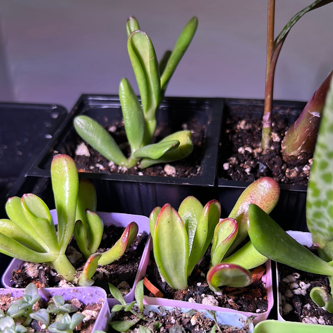 Crassula Ovata ‘Red Horn’