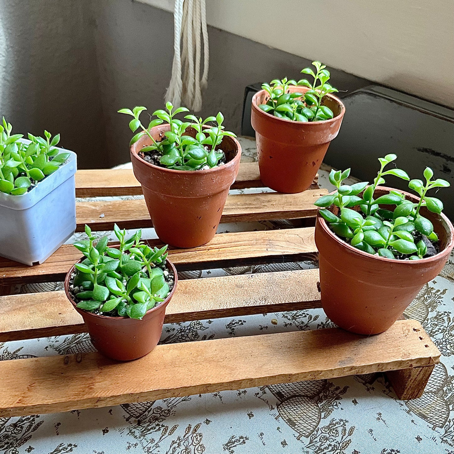 Cliff Cotyledon
