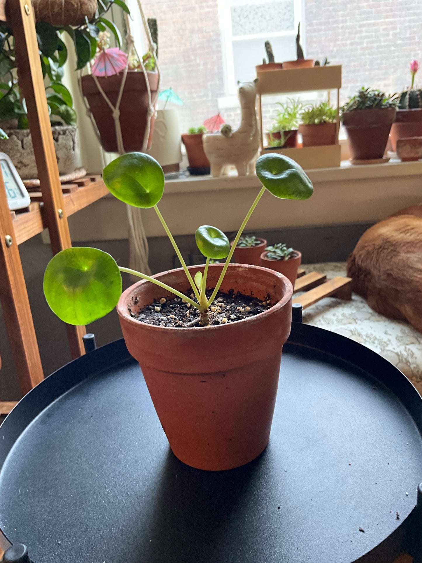 Chinese Money Plant