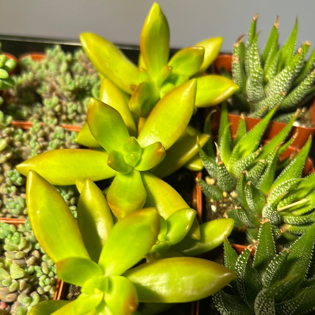 Sedum Adolphi