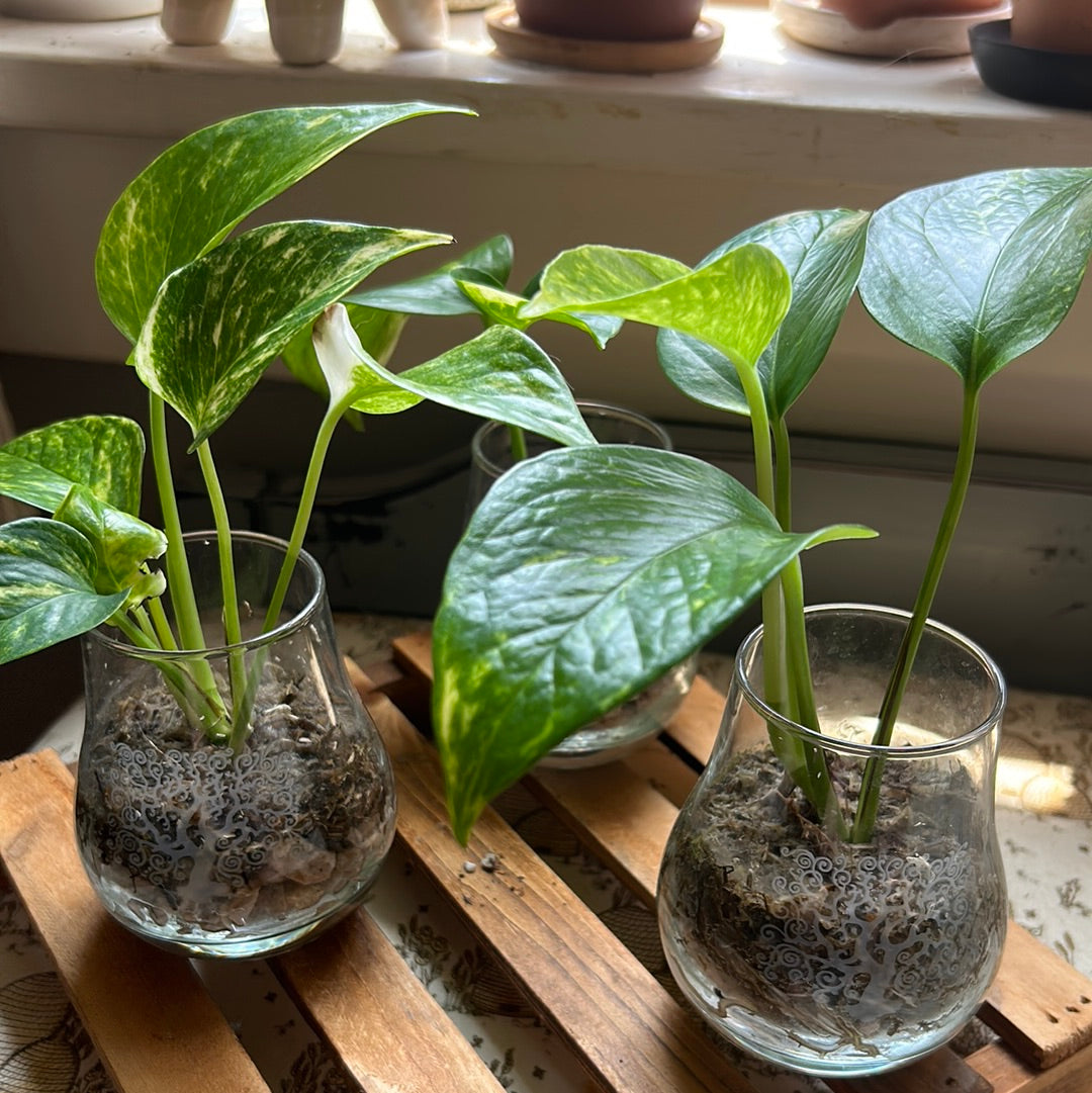 Golden Pothos (High Variegation)