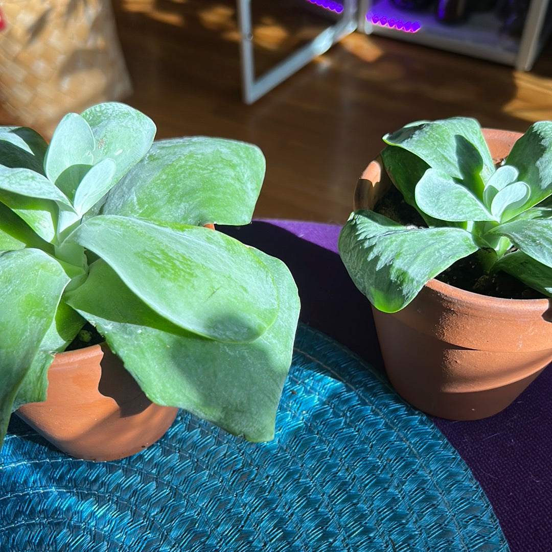 Paddle Plant