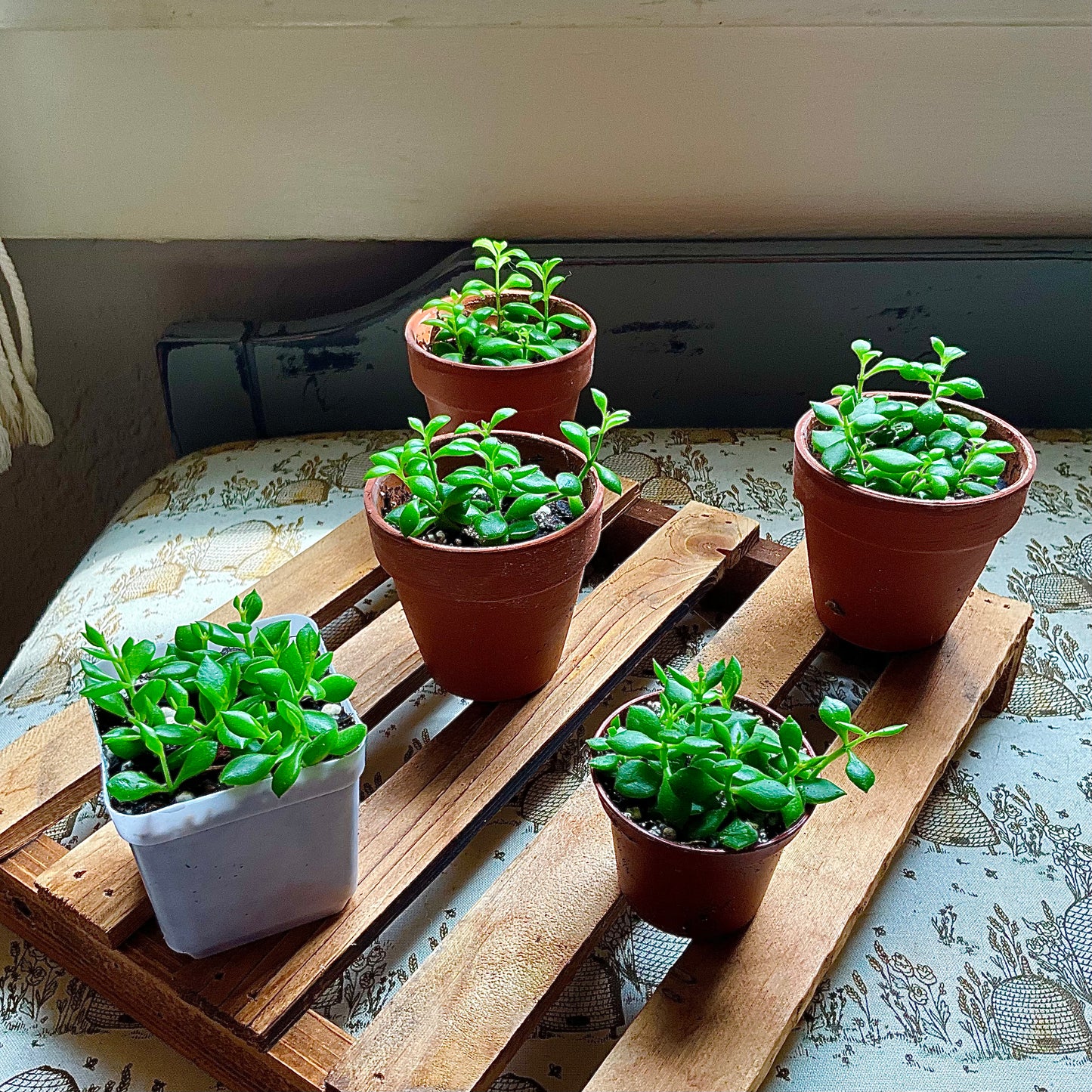 Cliff Cotyledon