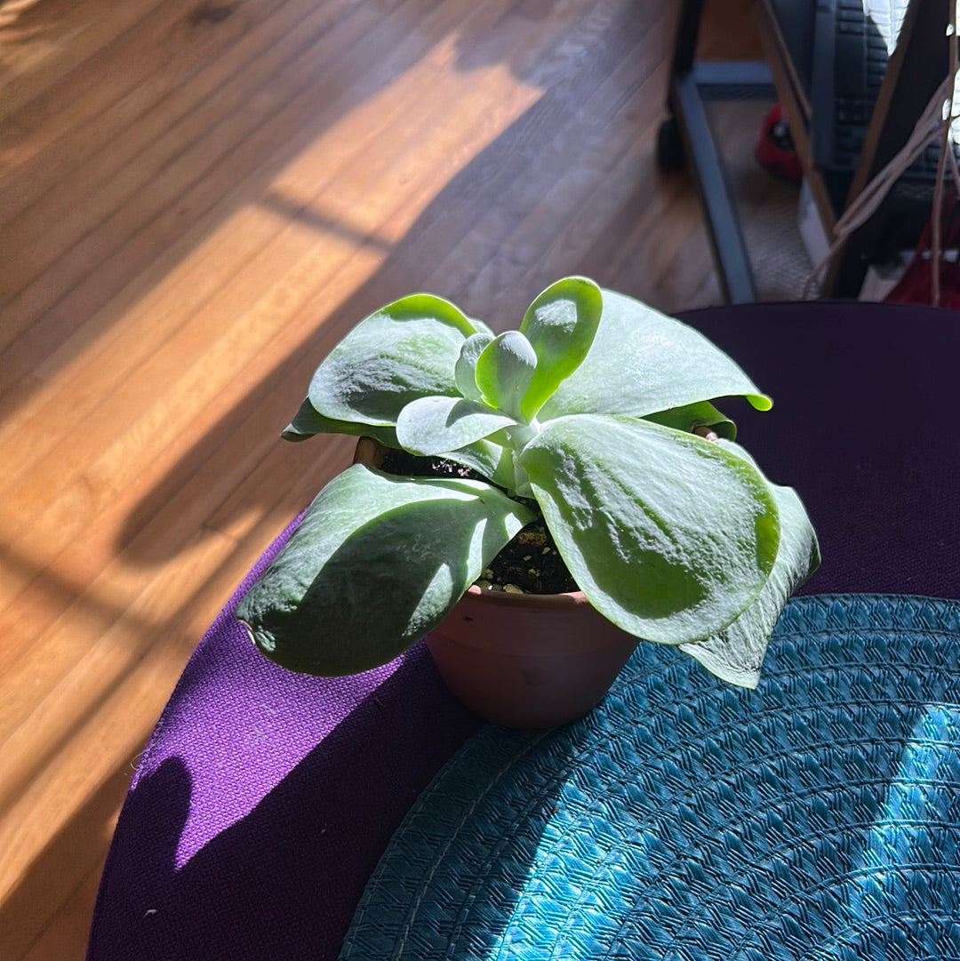 Paddle Plant